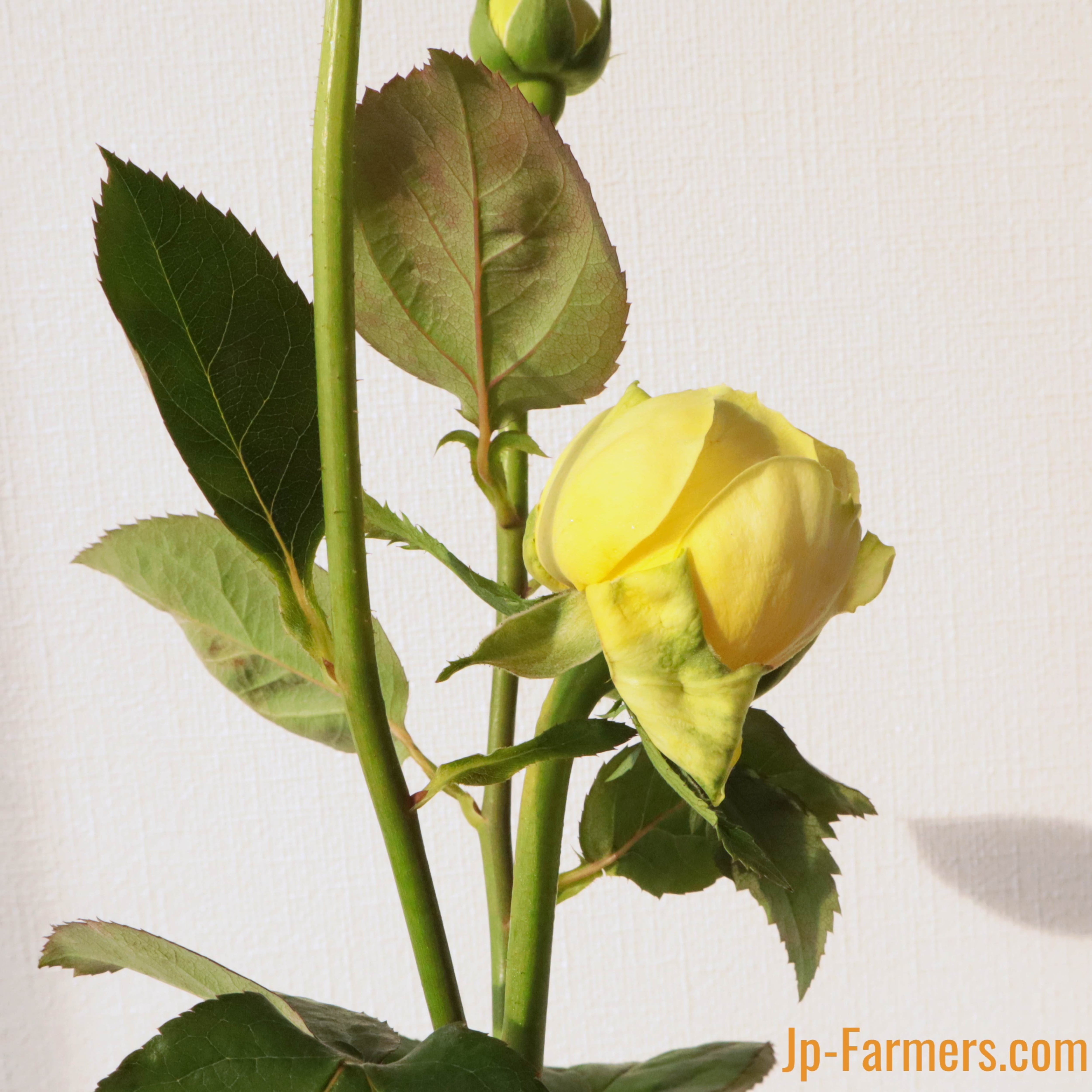 バラエティ豊富なバラを楽しめる！バラアソート 30本 | 新鮮お花問屋