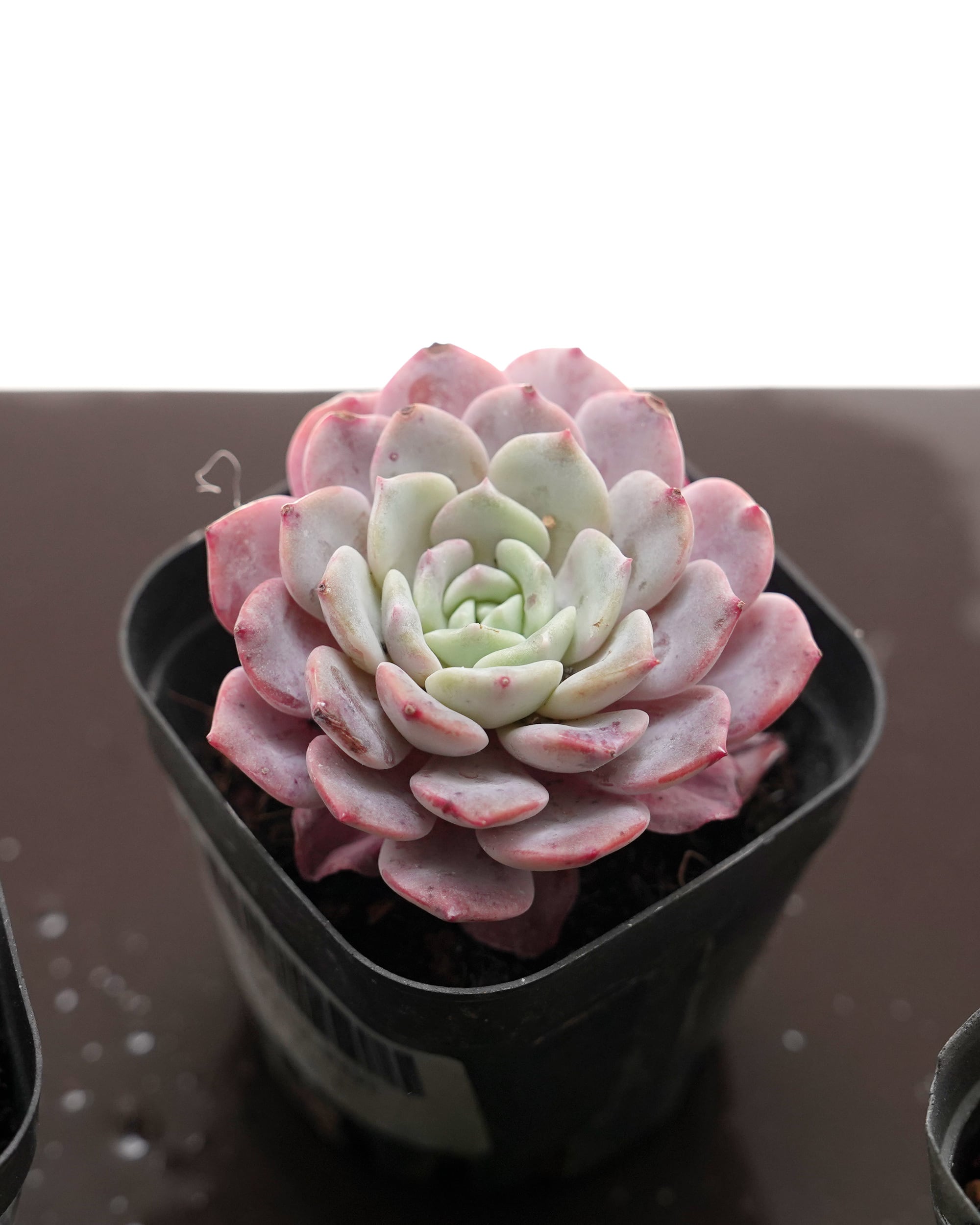 レア種・新品種 | PUKUBOOK SUCCULENTS