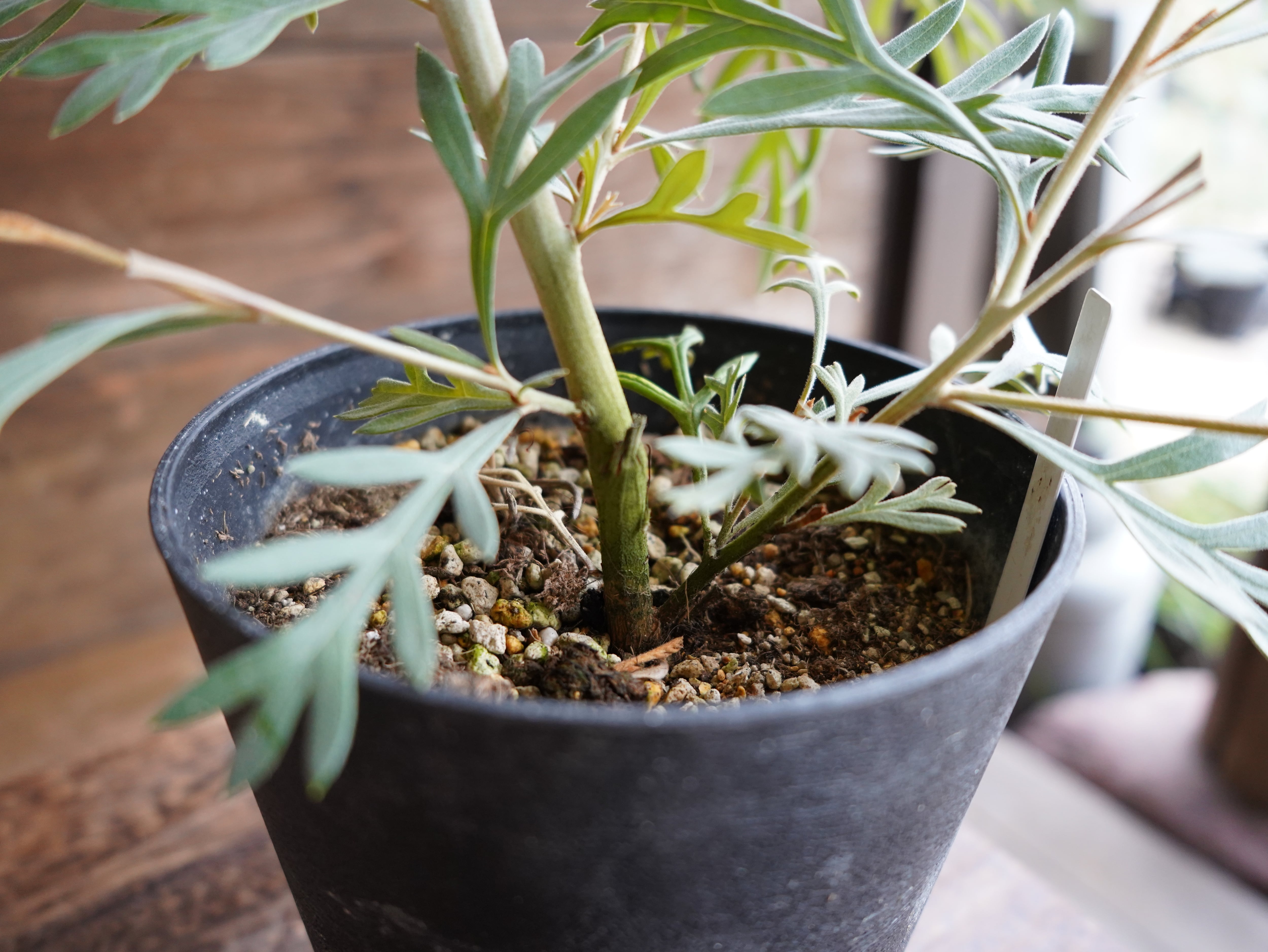 【現物】グレビレア ”ドーンパープル” A