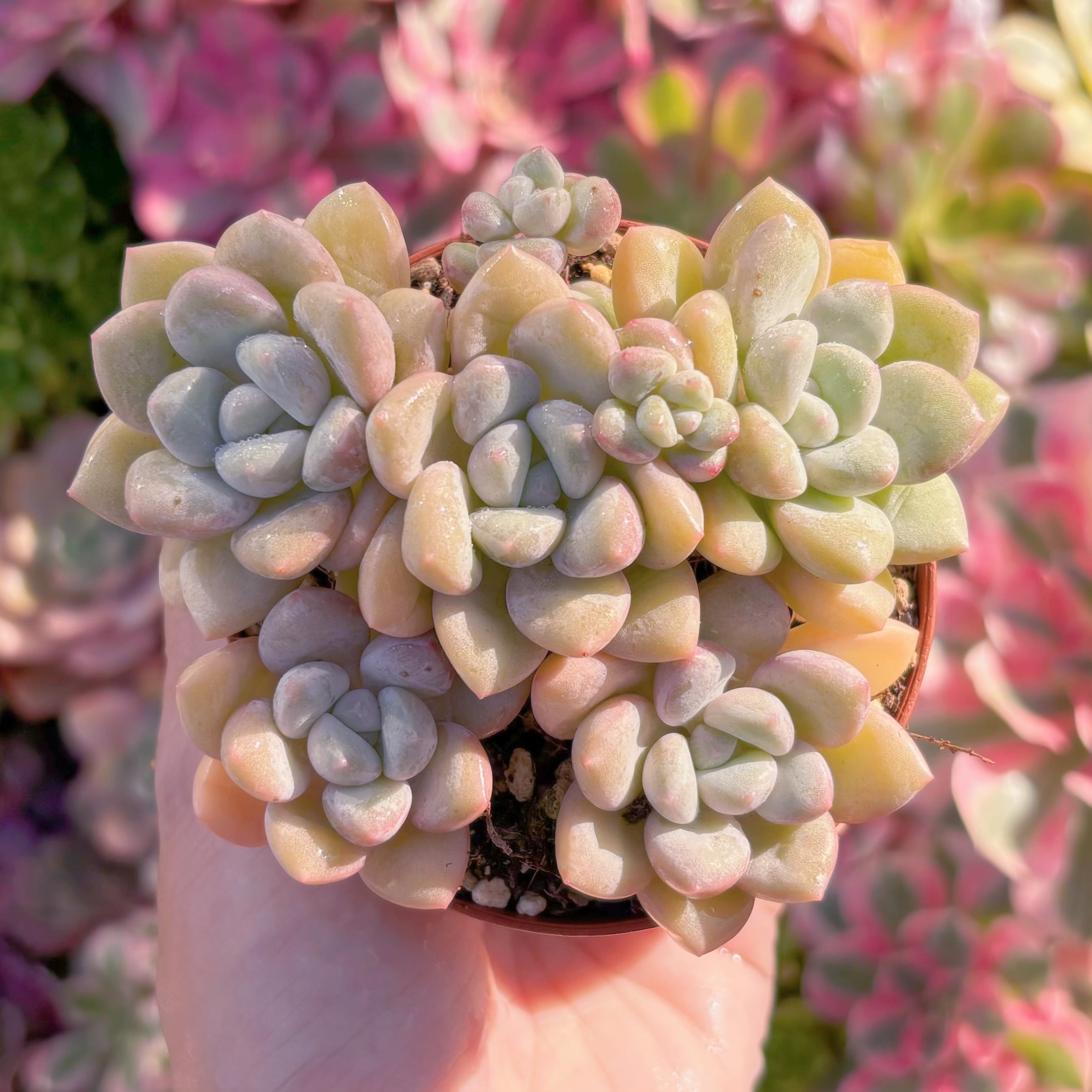 現品　チューインガム#A090　群生　るる農園