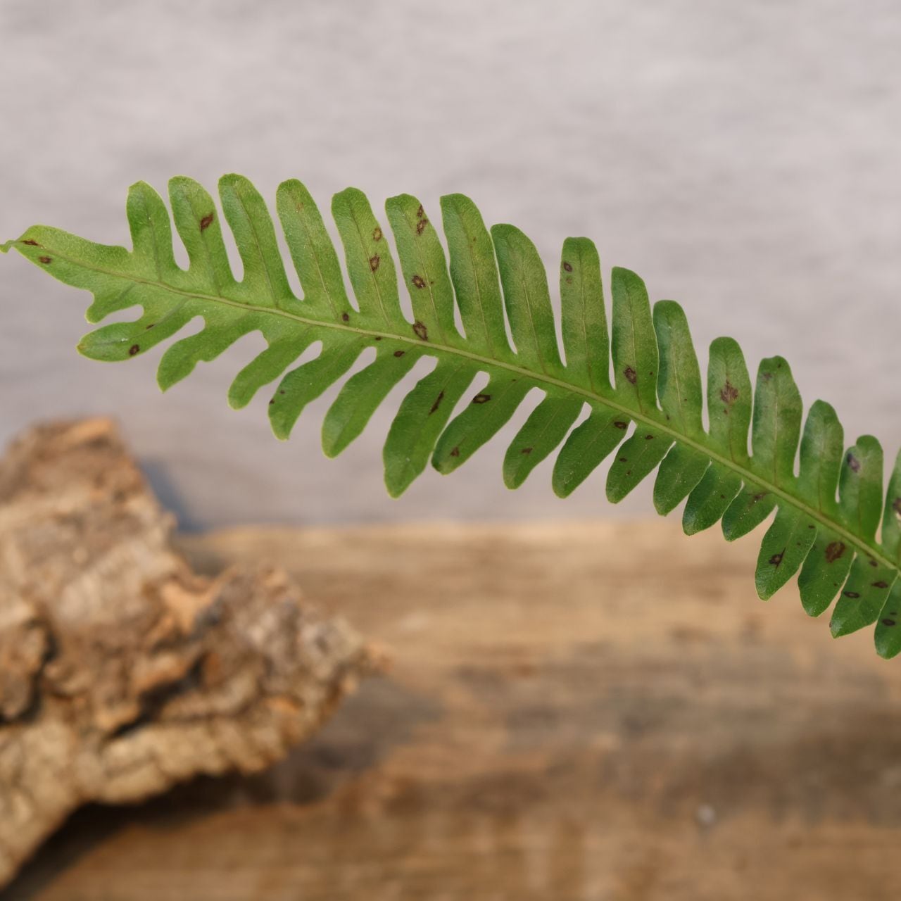 306 アリ植物×シダ植物『レカノプテリス ロマリオイデス Lecanopteris