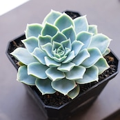 【PREMIUM】 抜き苗 シムランス アッセンシオン 大株 Echeveria simulans Ascension