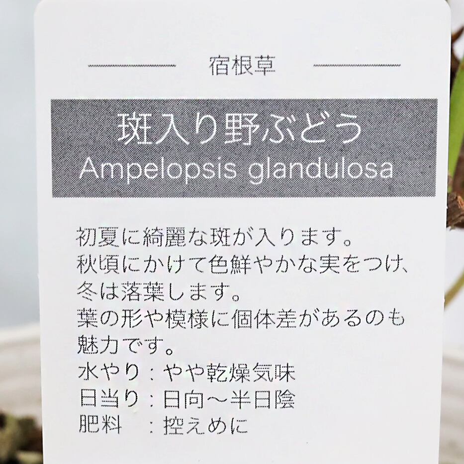 草花苗 斑入り ノブドウ 野葡萄 2.5号 つる性 落葉低木 実がなる 初夏