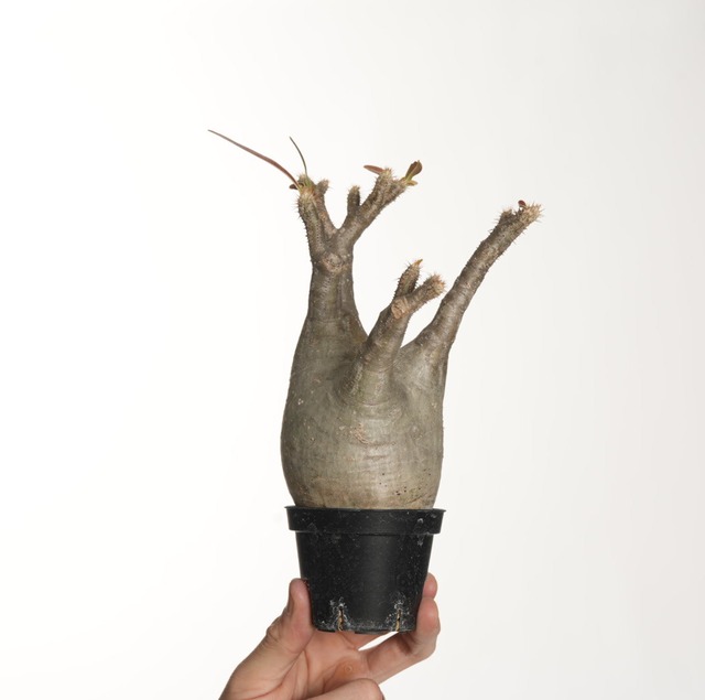 パキポディウム グラキリス no.8〈発根済み〉