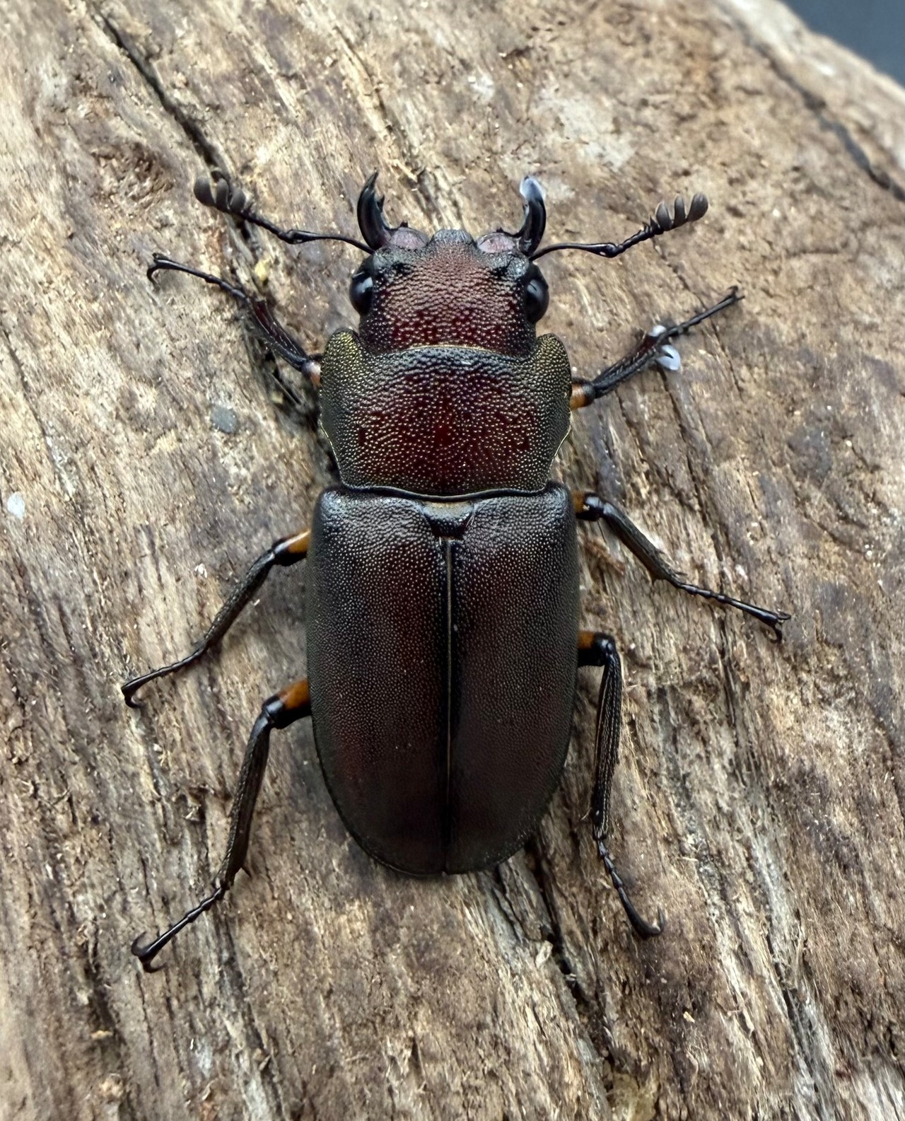 《メタリフェルホソアカ亜種サンギレンシス 68mm ペア》
