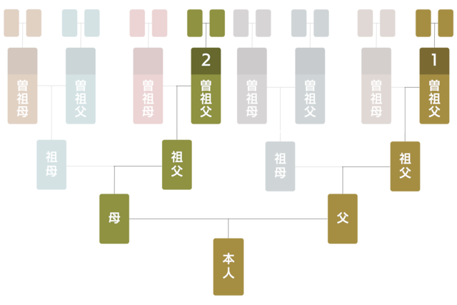 シンプル家系図セット〈２家系〉