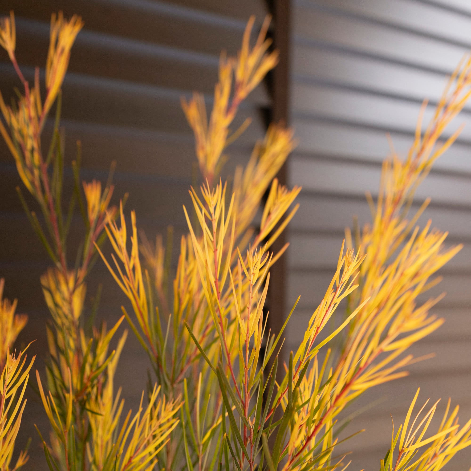 アカシア フェニックスゴールド 8号 Acacia Phenix gold オージー