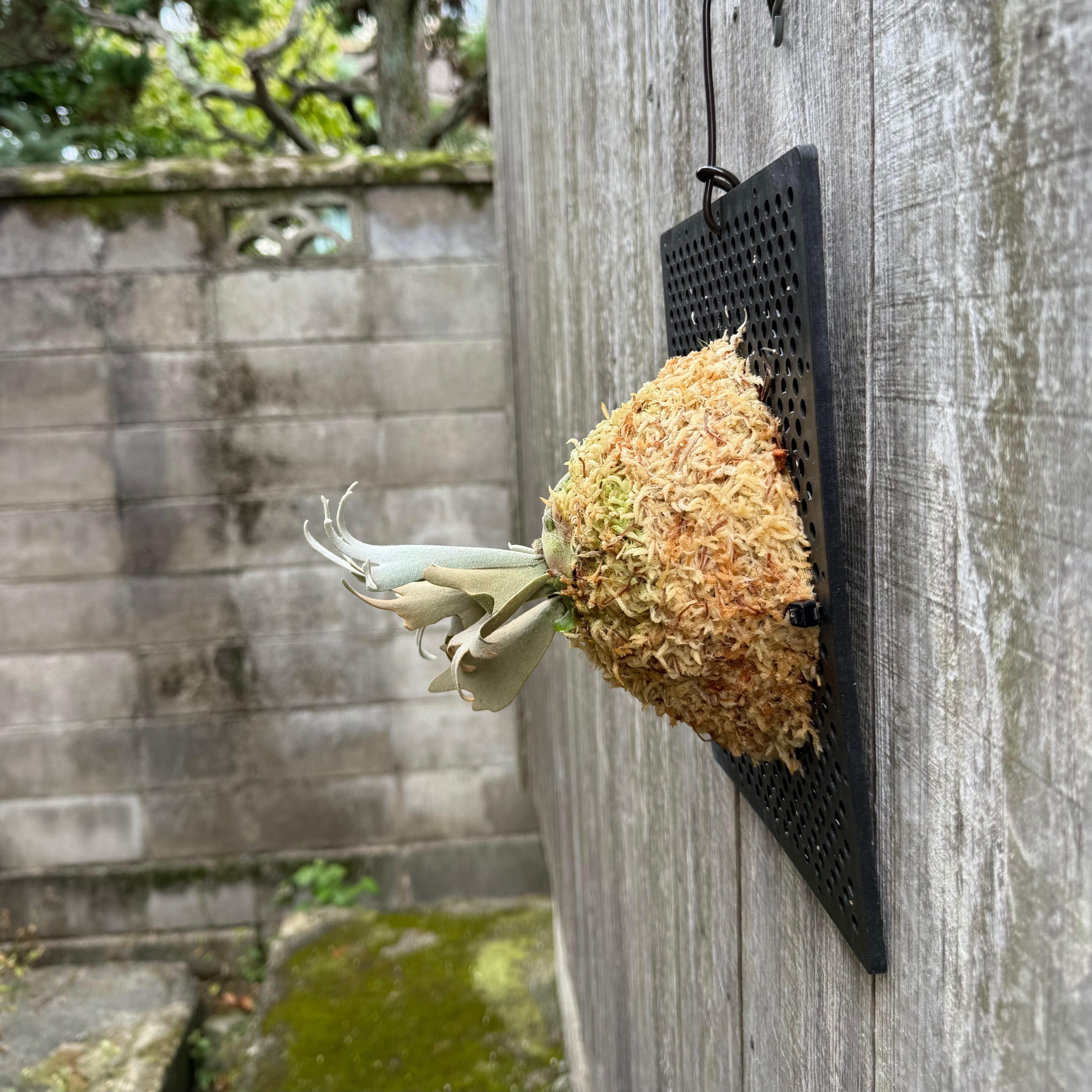 ビカクシダ P. willinckii watchara sporelings dwarf P. willinckii watchara sporelings dwarf (pup) | naturefix