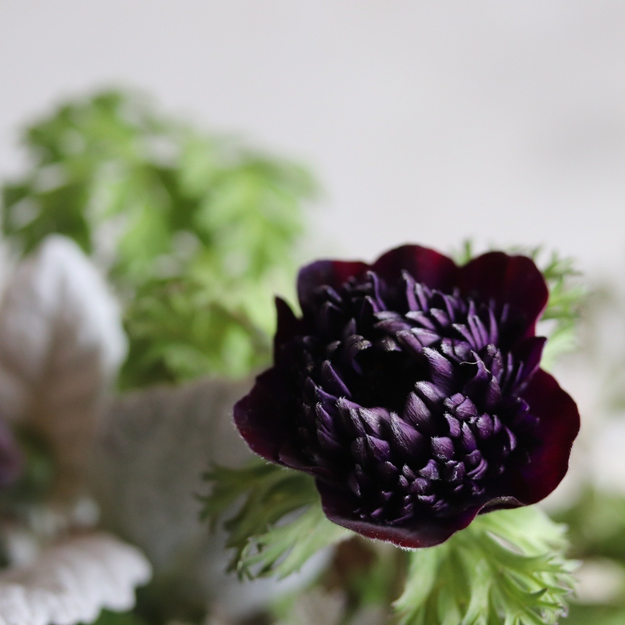 冬から春に楽しむ寄せ植え　アネモネファネモスのシックカラーのハンドカップの寄せ植え　お正月にオススメ　届いてすぐ玄関に飾れる 　プレゼントにもオススメ　