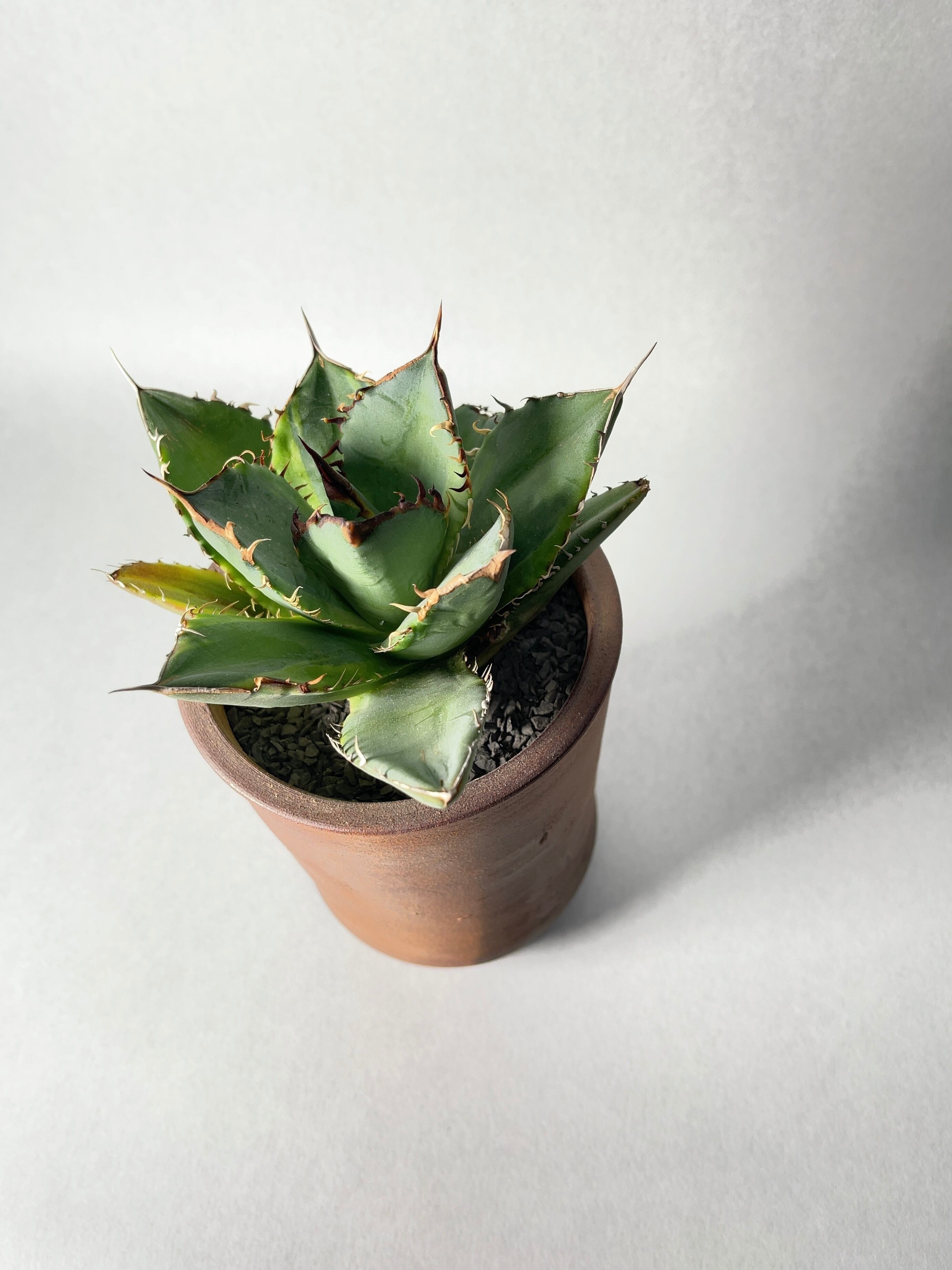 アガベ・チタノタ覆輪 | trigger