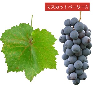 藤村還暦記念ワイン２本セット（FUJIMURA60 2025&初心者向け）