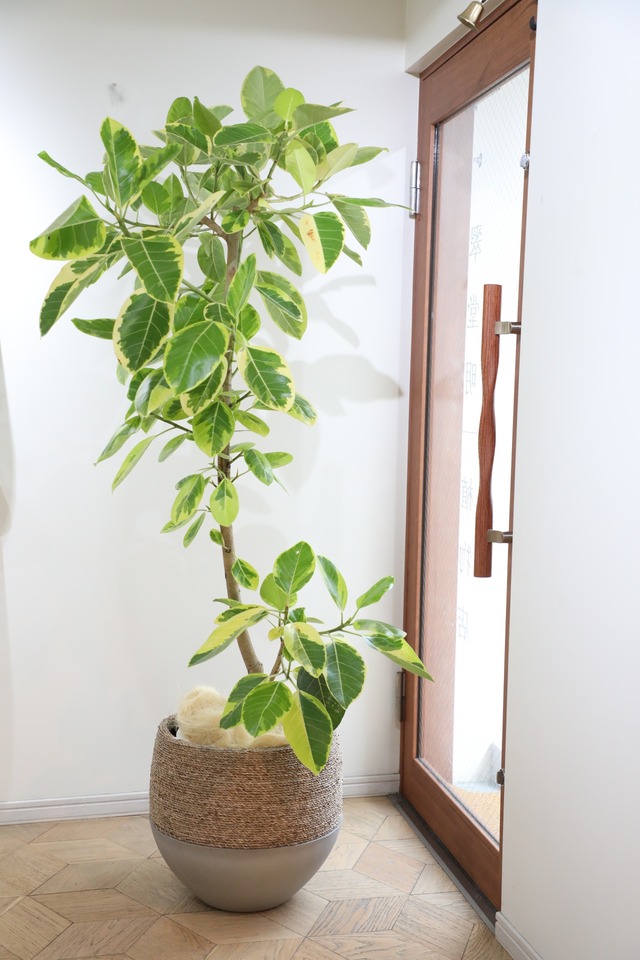 【L/177cm】フィカス アルテシマ/Ficus Altissima　※鉢カバー別