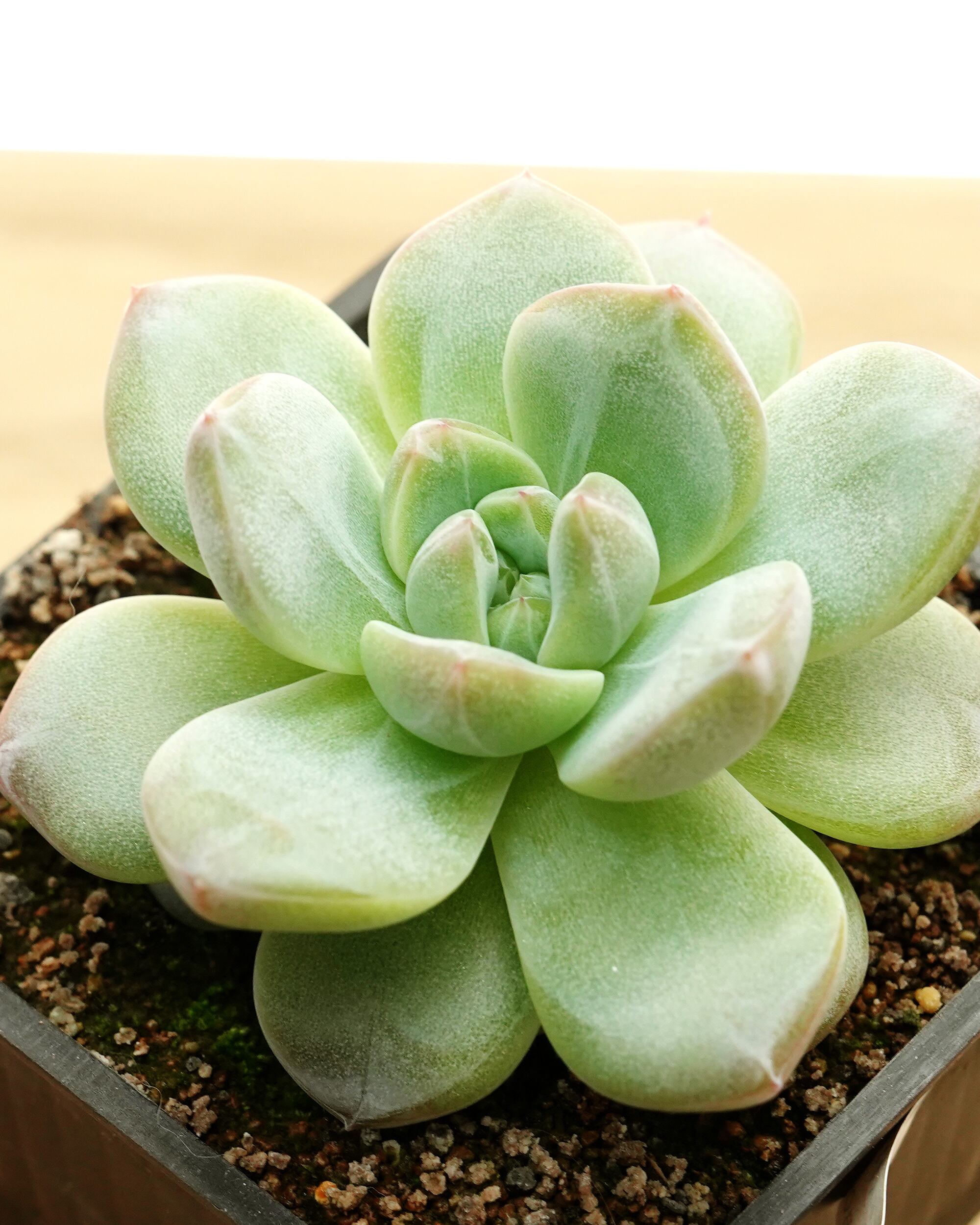 PREMIUM】 抜き苗 フォルティチュード Echeveria 'Fortitude