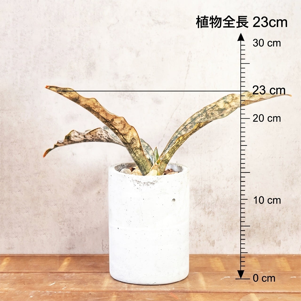 【メタリックな銅色の葉】サンセベリア・コパトーン。大きくうねる姿が個性的。一株ごとの厳選仕入れで良質な株をお届けします/育て方がわかる管理シート付き(全国一律送料850円)