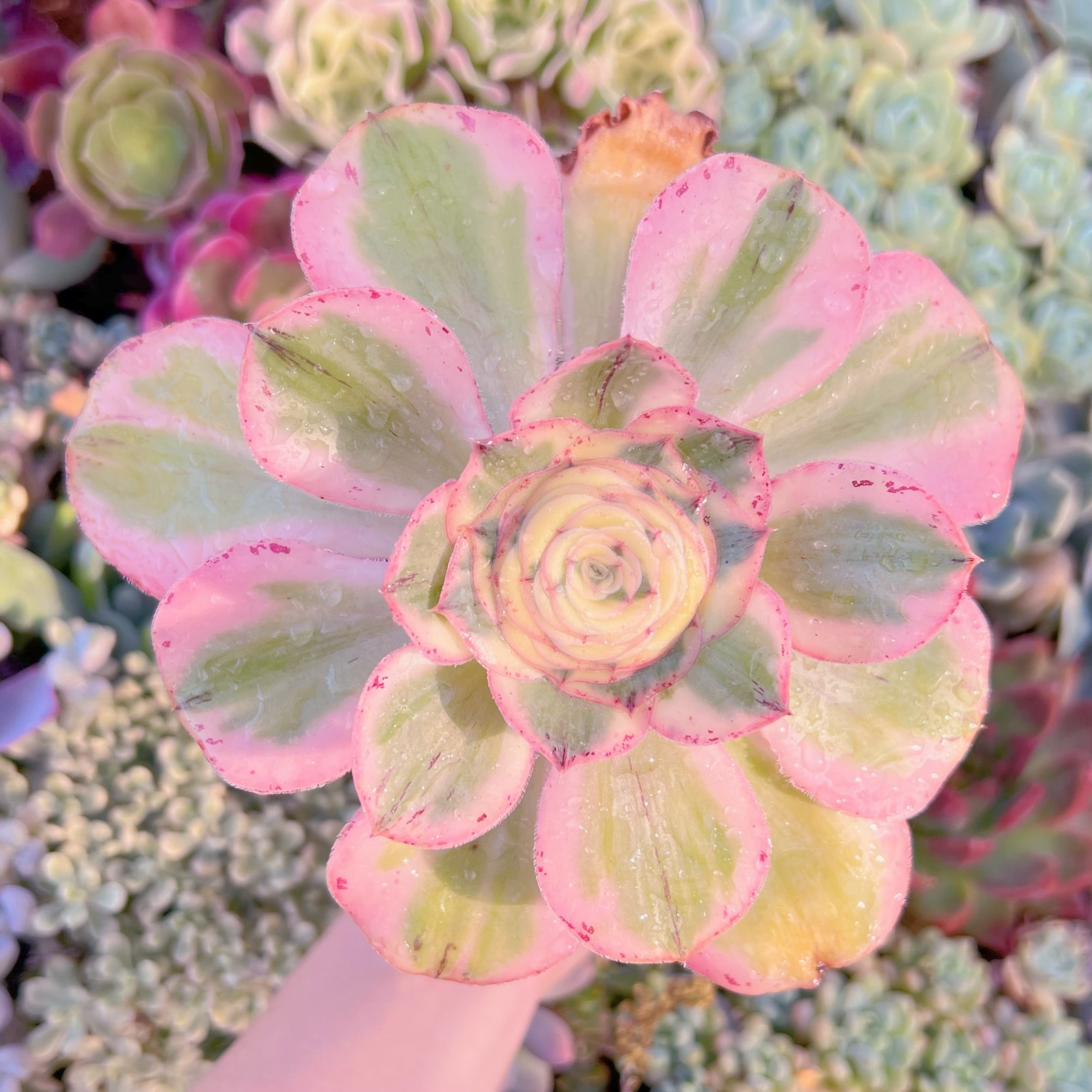 現品　燕姿錦#874　るる農園