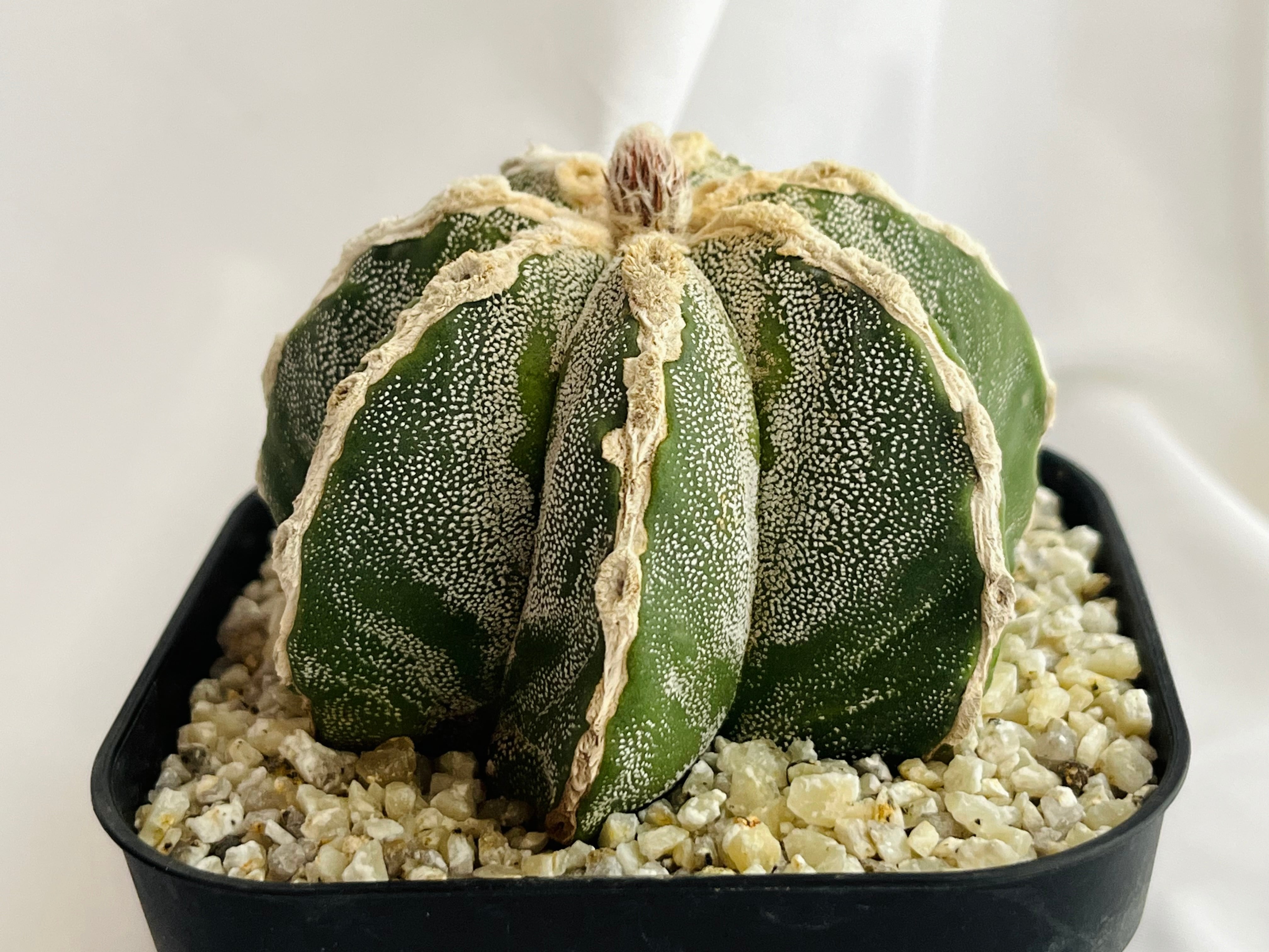 Astrophytum myriostigma アストロフィツム 白条ランポー玉 鸞鳳玉