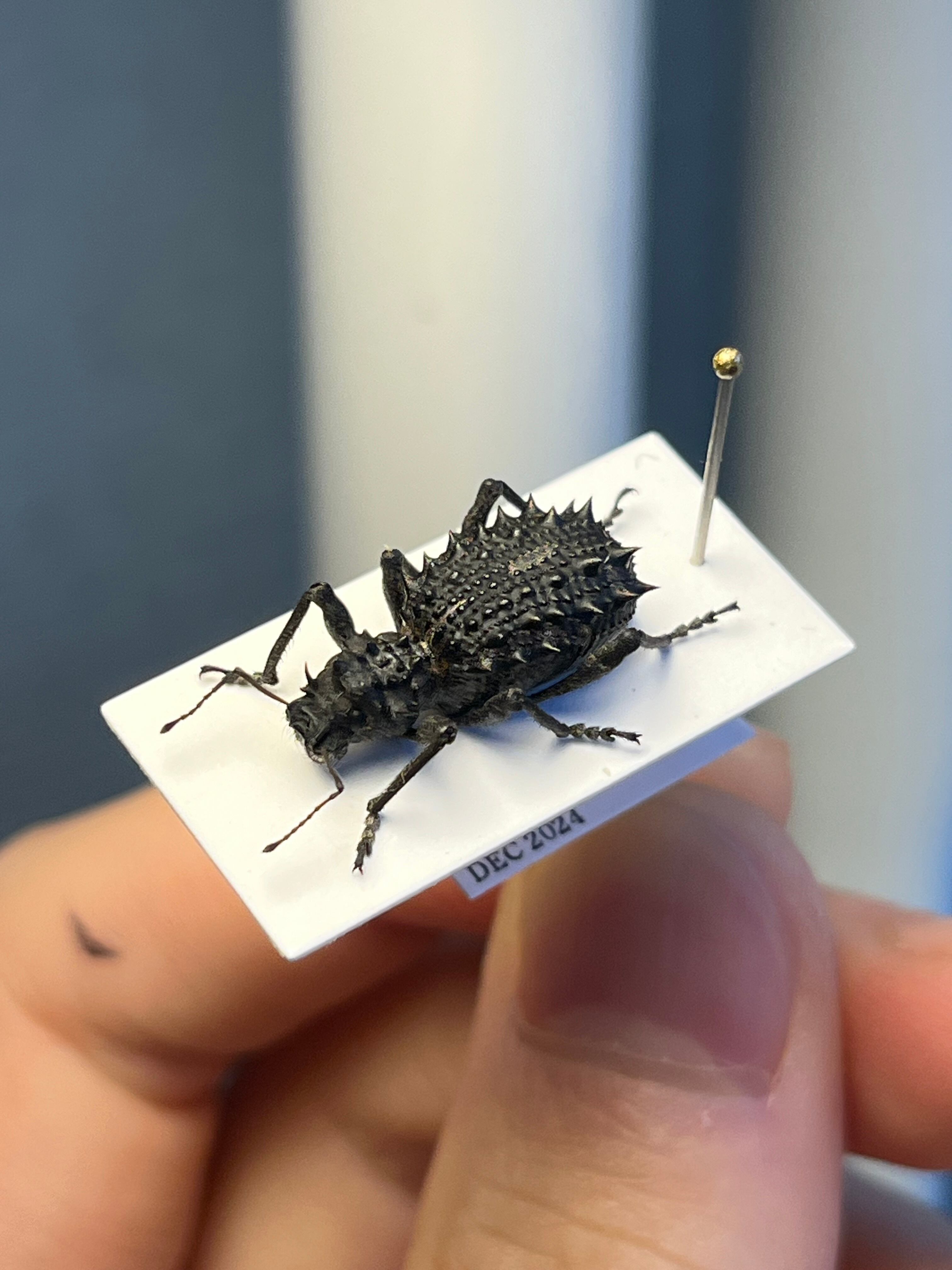 16mm】メタリックブルーゾウムシ 販売 ペルー産 昆虫標本タマムシ