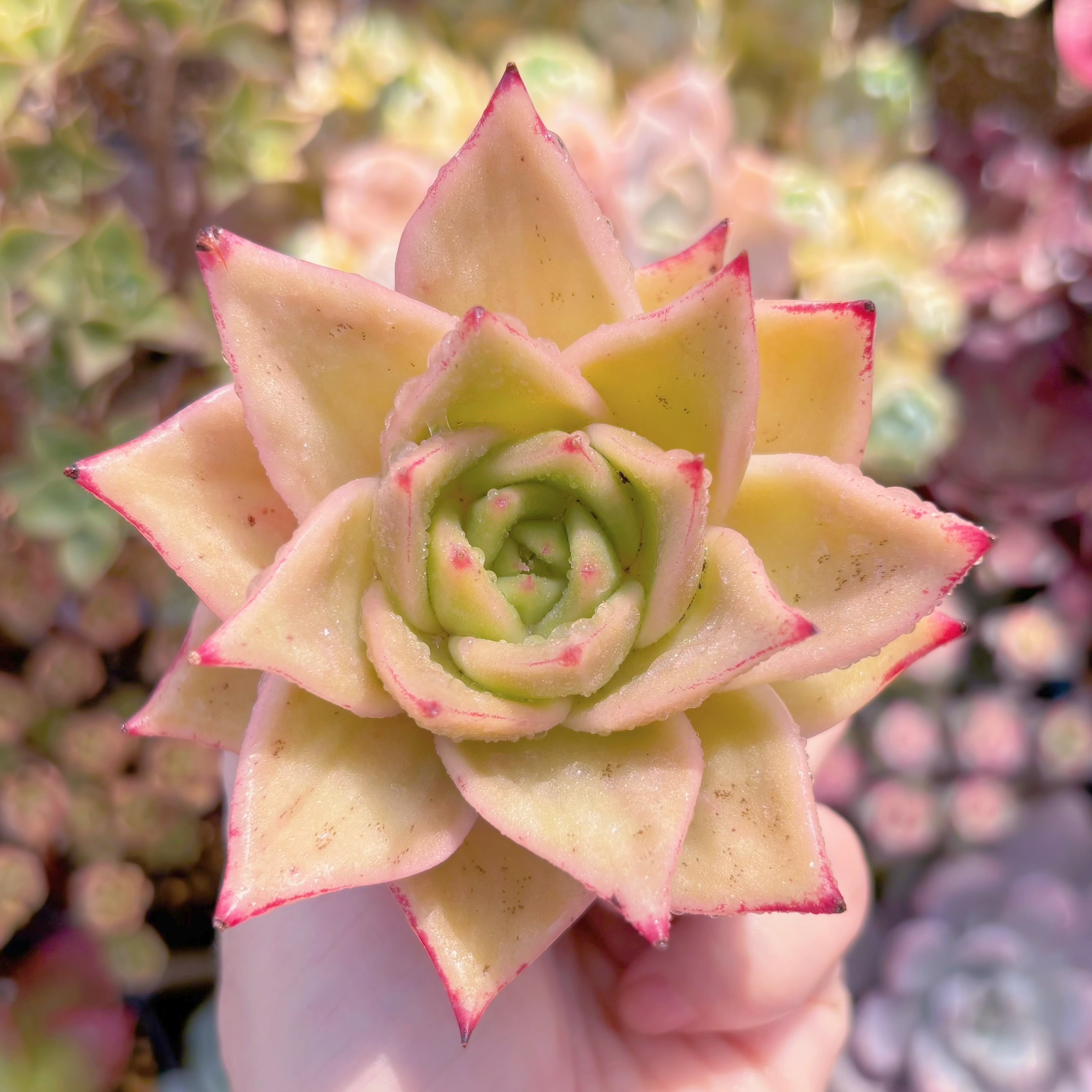 多肉植物 ジェイドスター錦 新入荷 るる農園 | るる農園~多肉植物専門