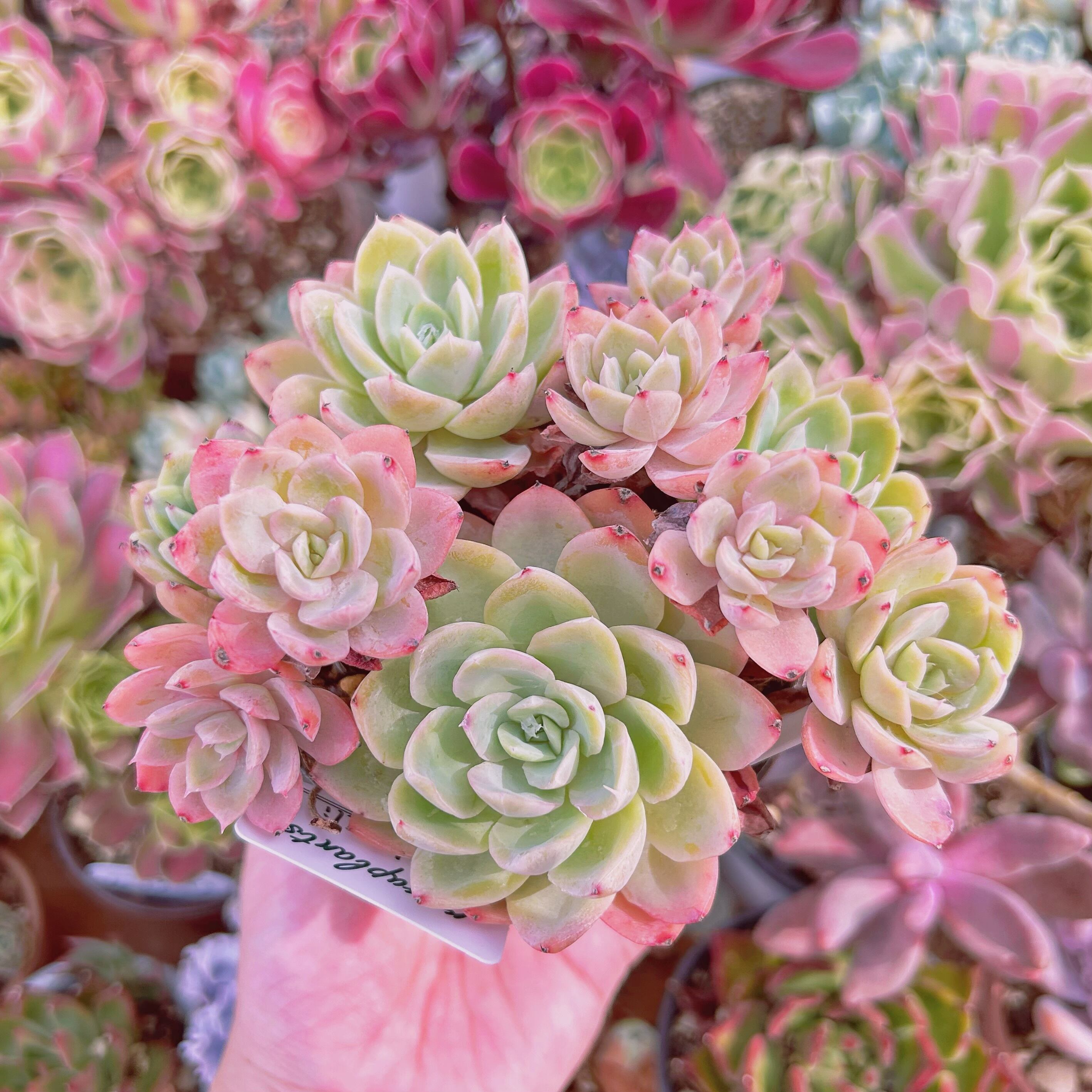 現物　多肉植物　silkveli　特大　抜き苗