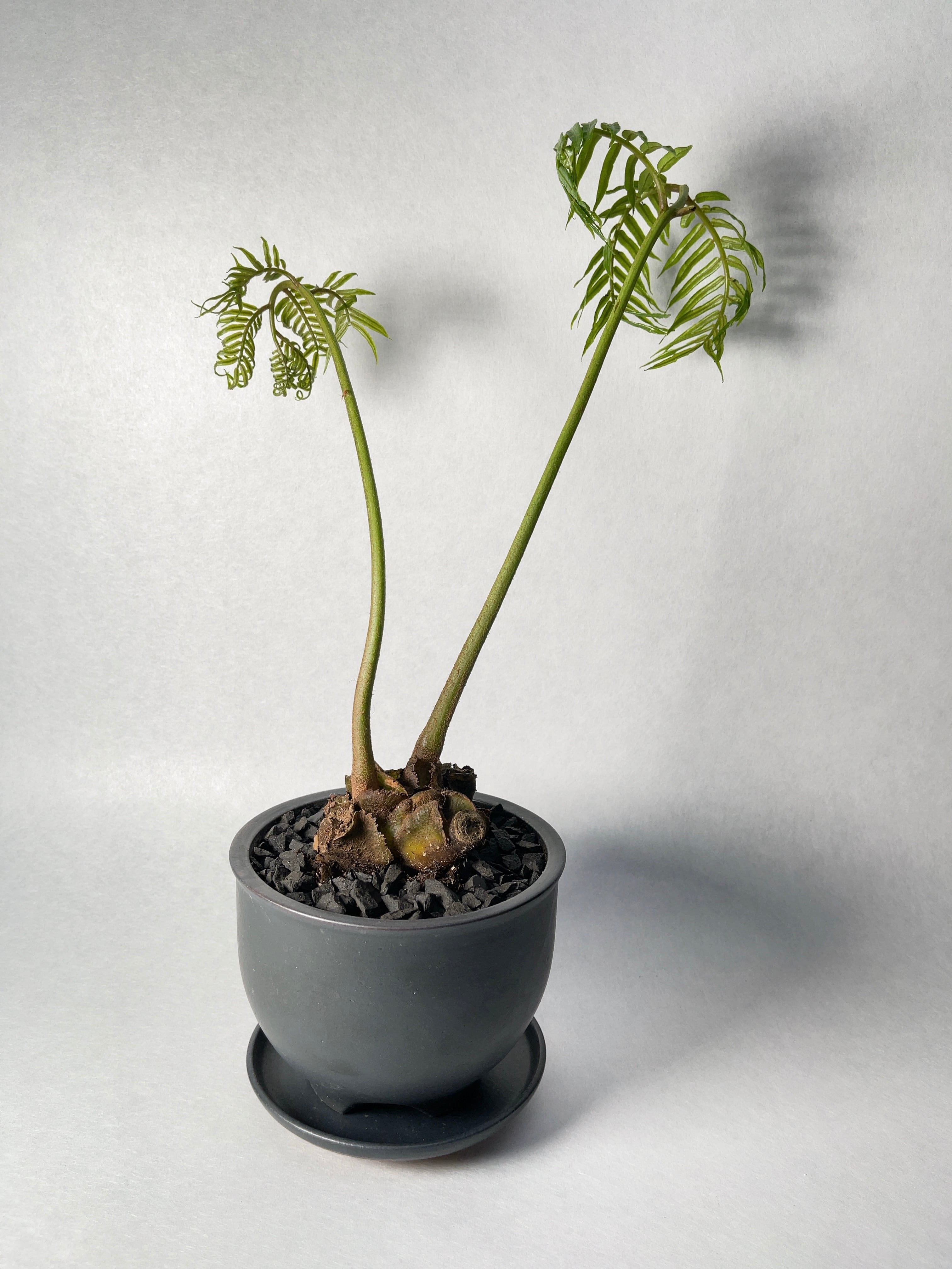 リュウビンタイ・リュウビンタイ | trigger