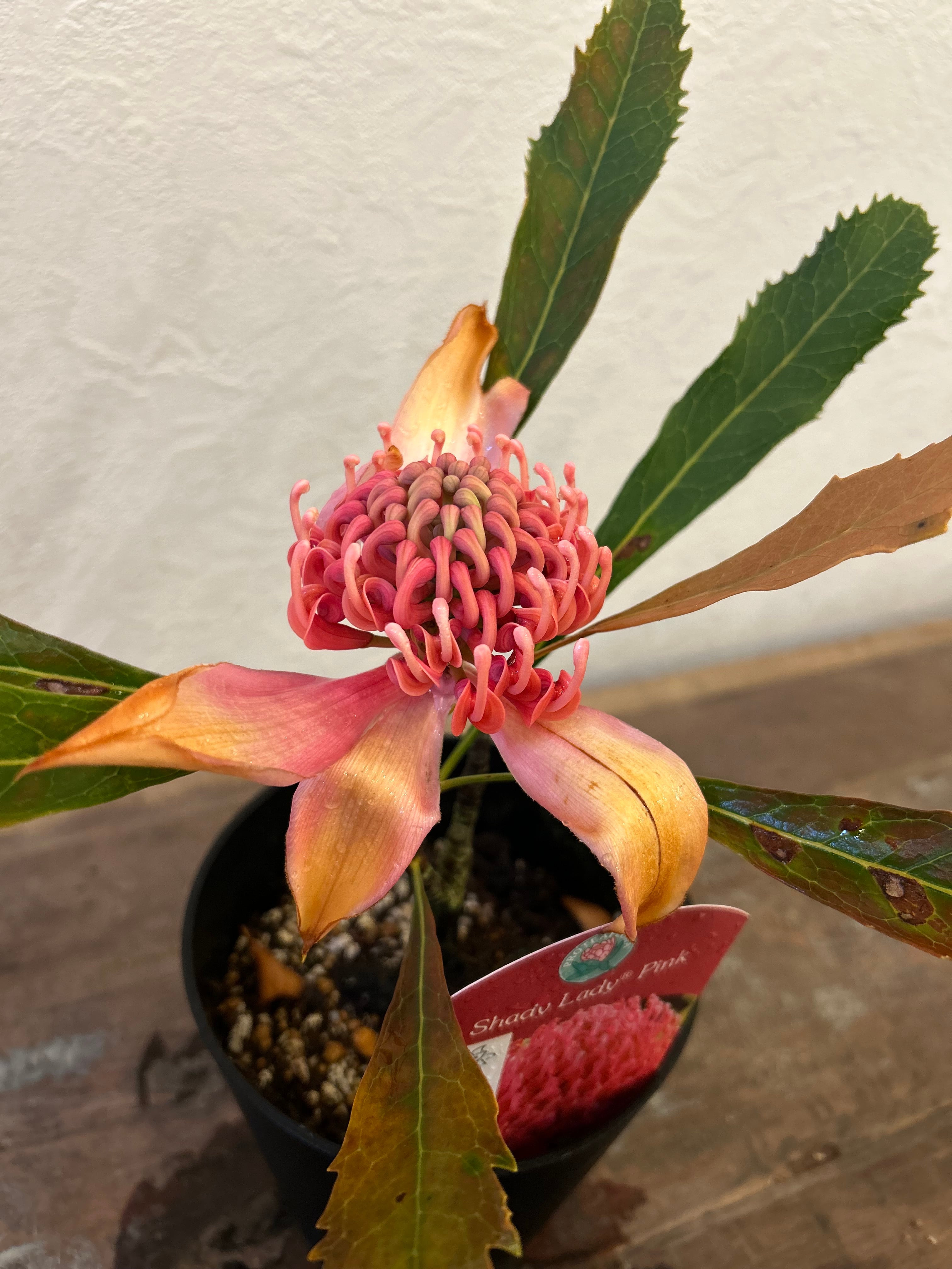 テロペア シェイディレディピンク② | 沼ノ上農園