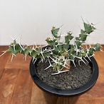 Euphorbia clavigera【ユーフォルビア・クラビゲラ・実生】