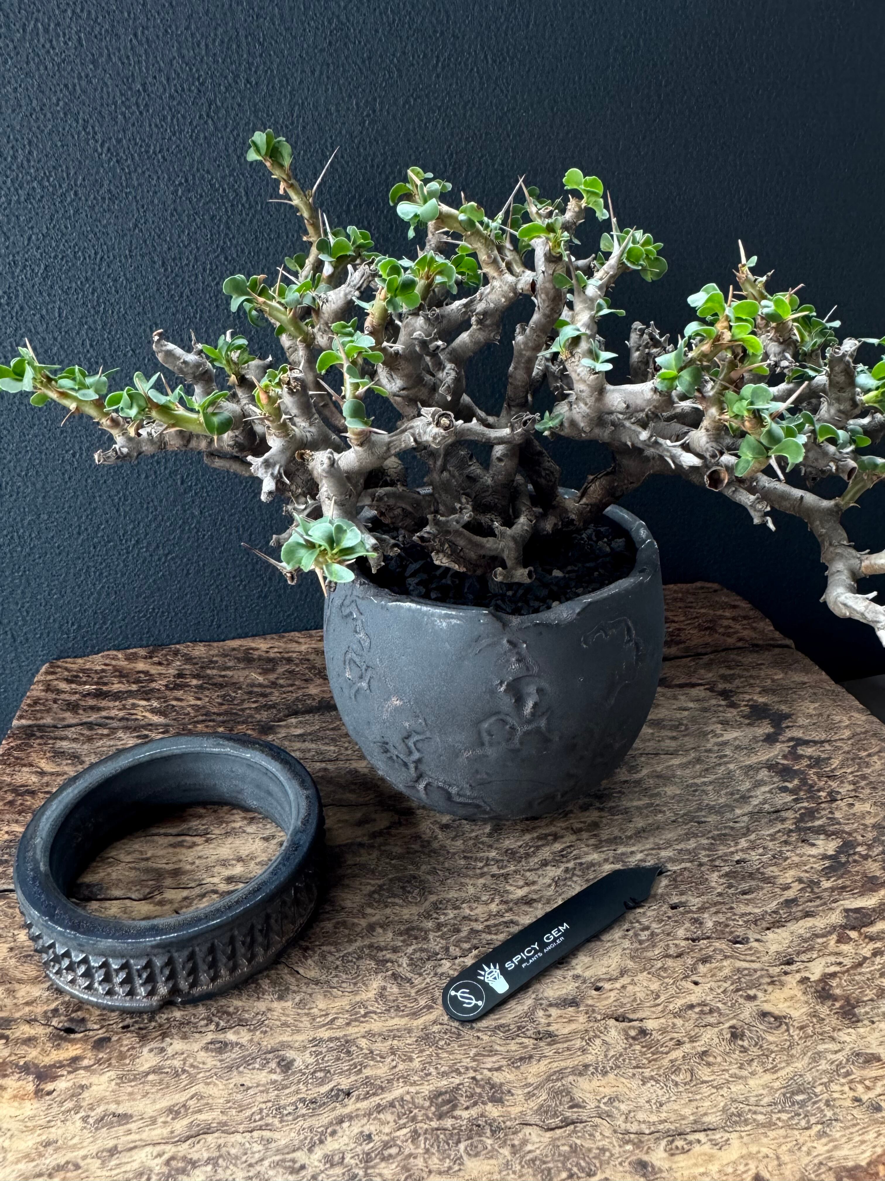 お値下げ！スパイシージェム　魔天竜 お値下げ！スパイシージェム 魔天竜