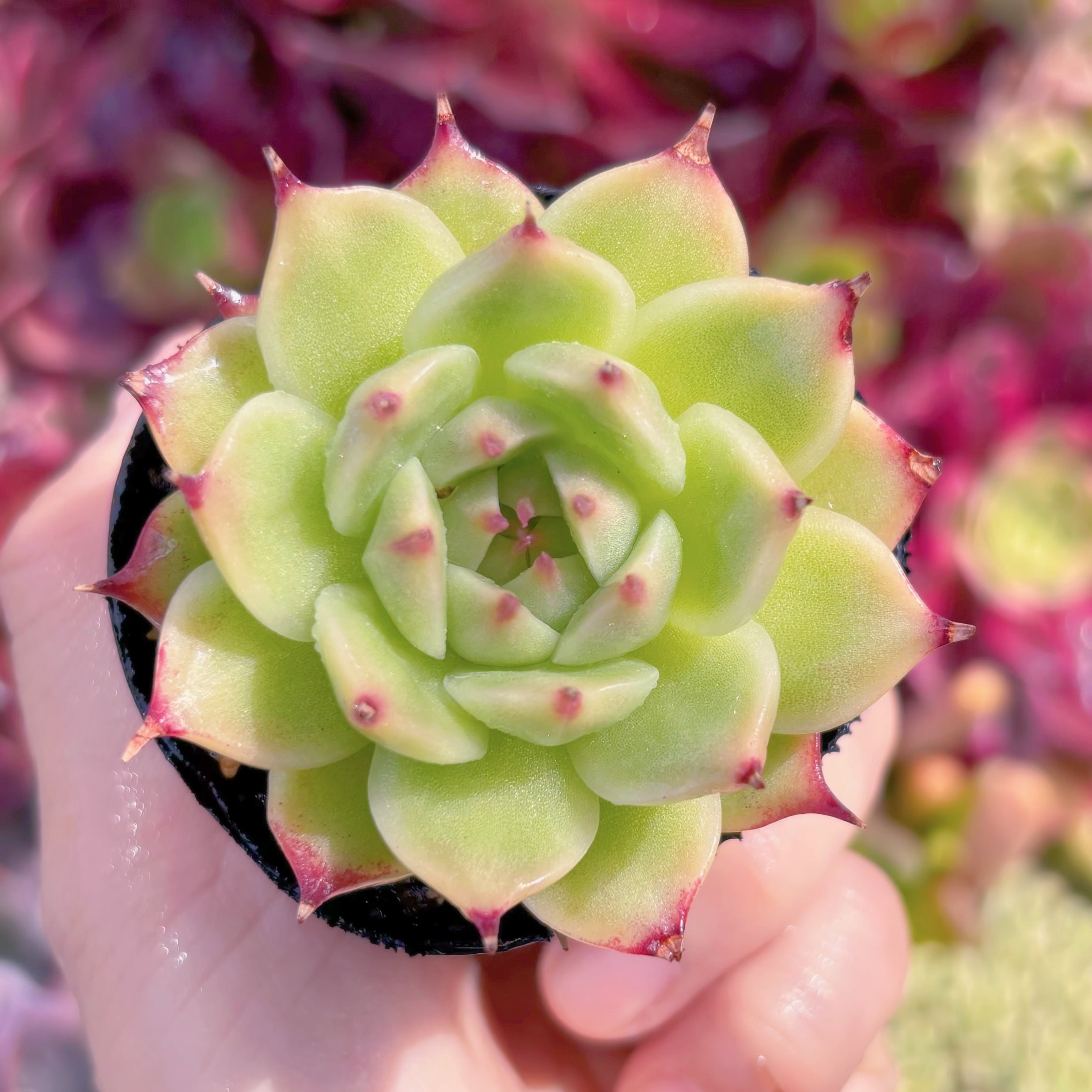 現品　トスカネリ#F003　るる農園