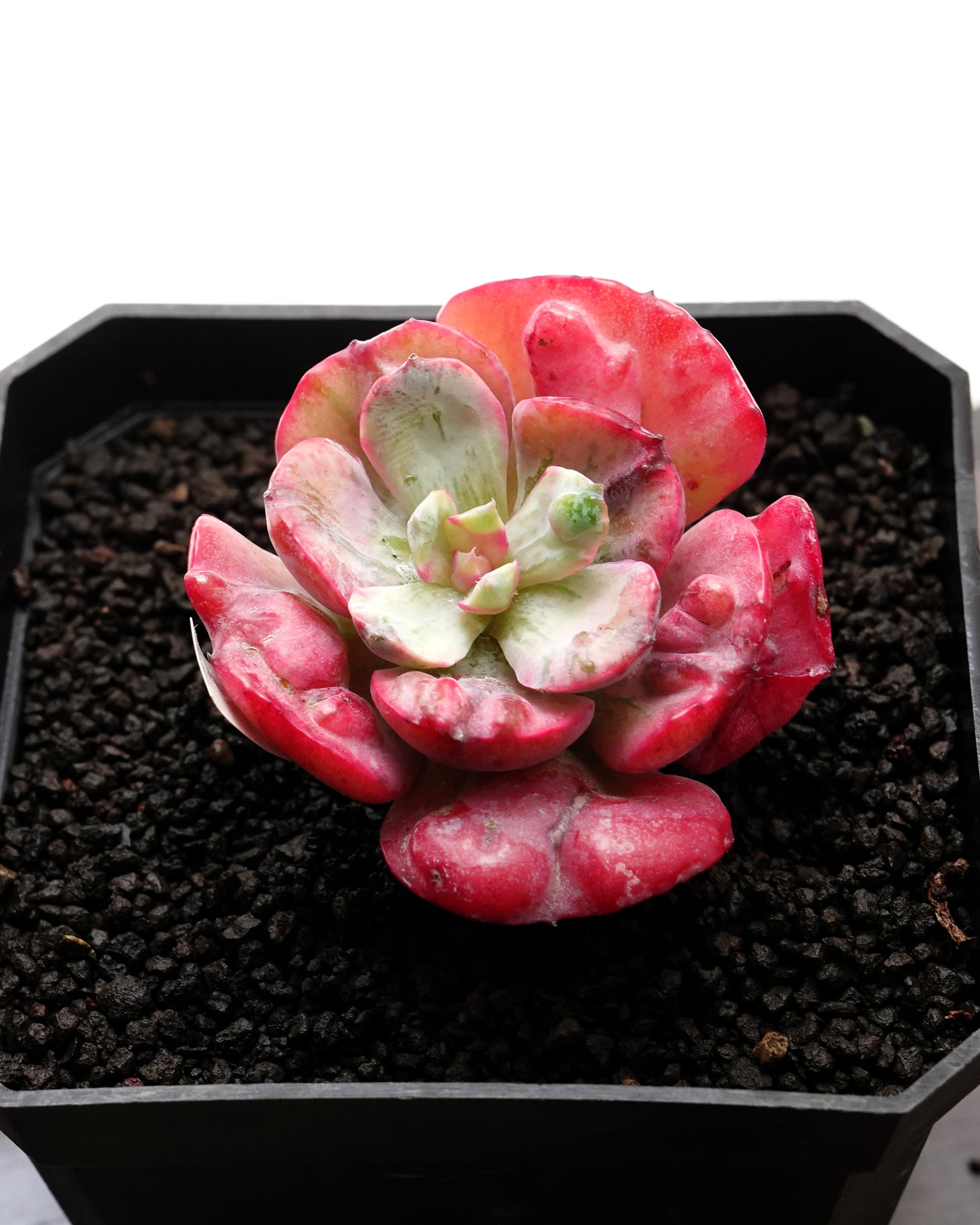 カット苗 レインドロップ錦 Echeveria 'Raindrops Variegated