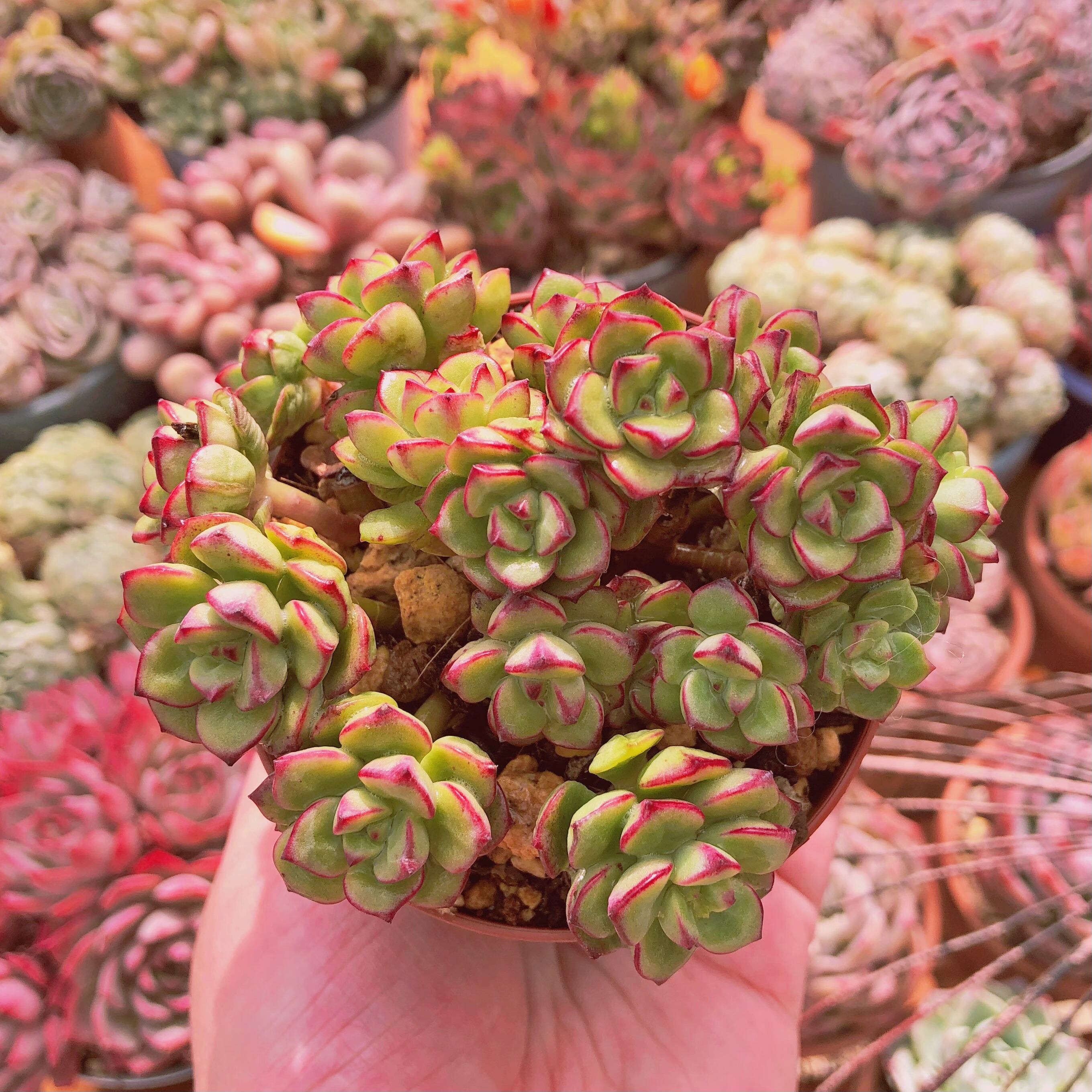 多肉植物　スピア　7～10頭　