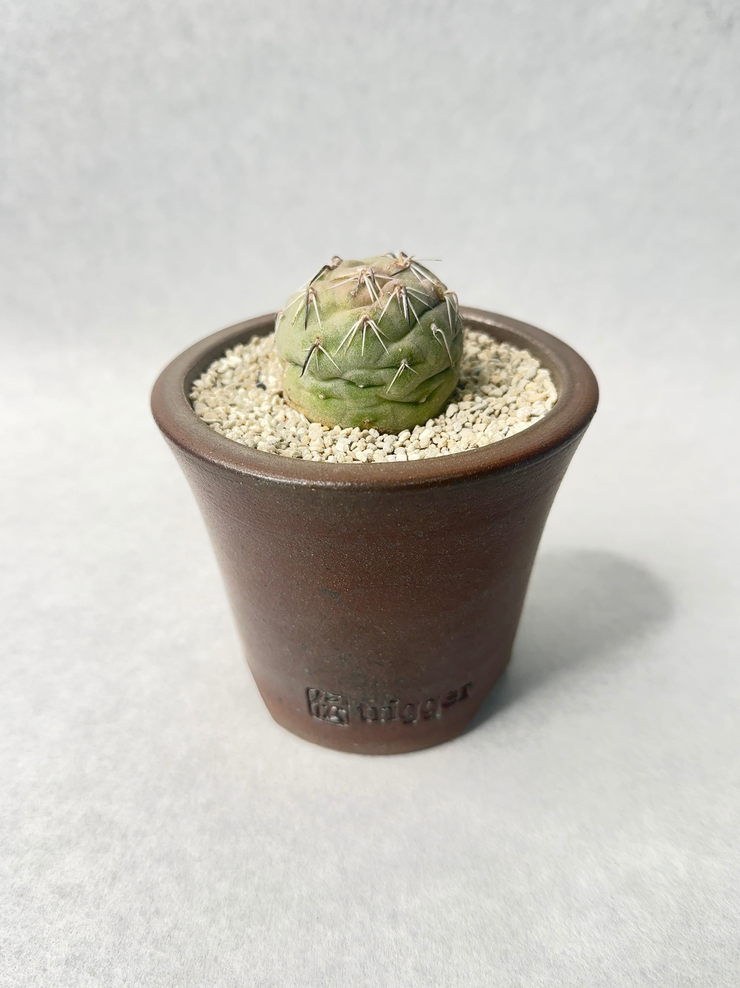 38.テフロカクタス・ゲオメトリクス | trigger