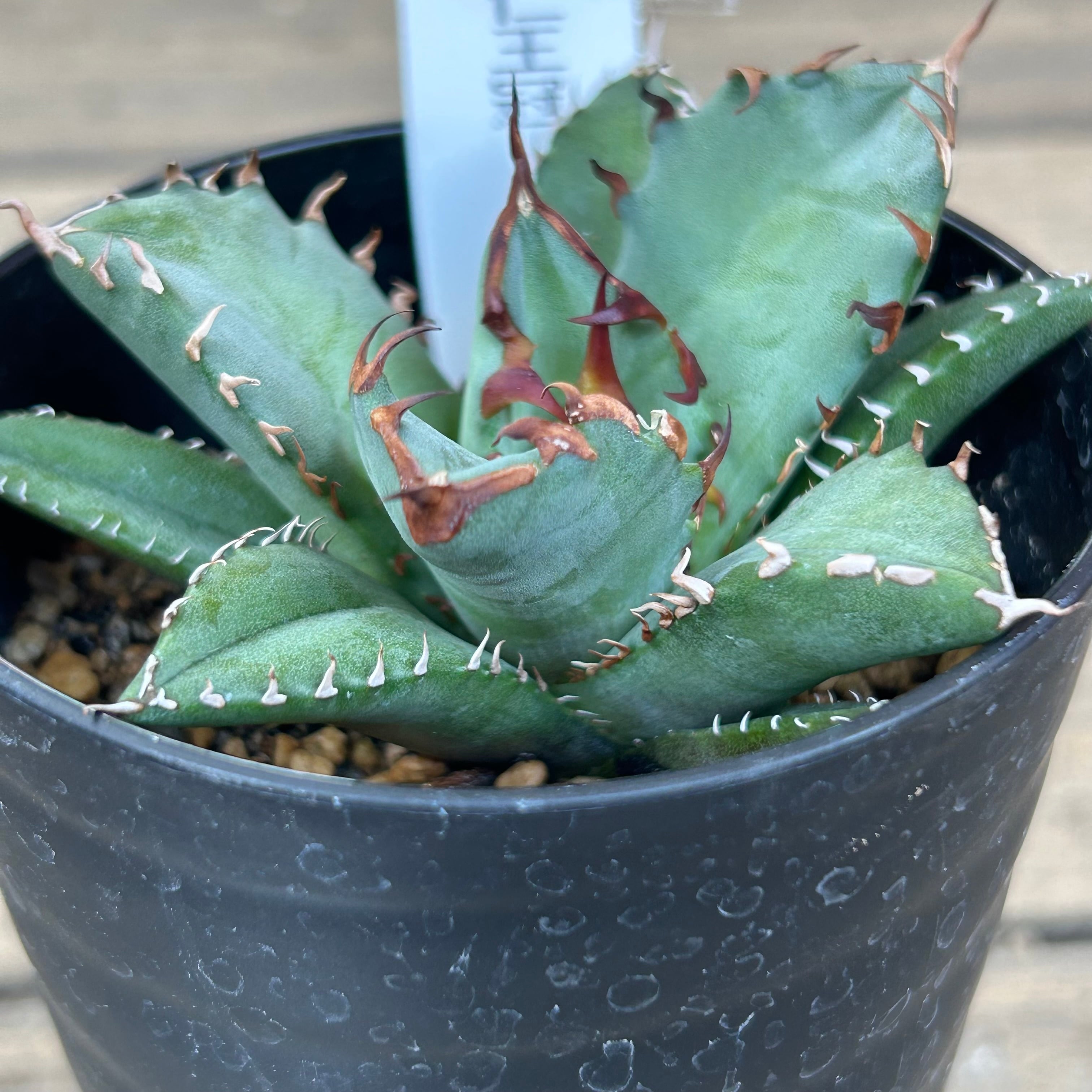 T) 姫仁王冠 アガベ | RuPo 多肉植物専門店