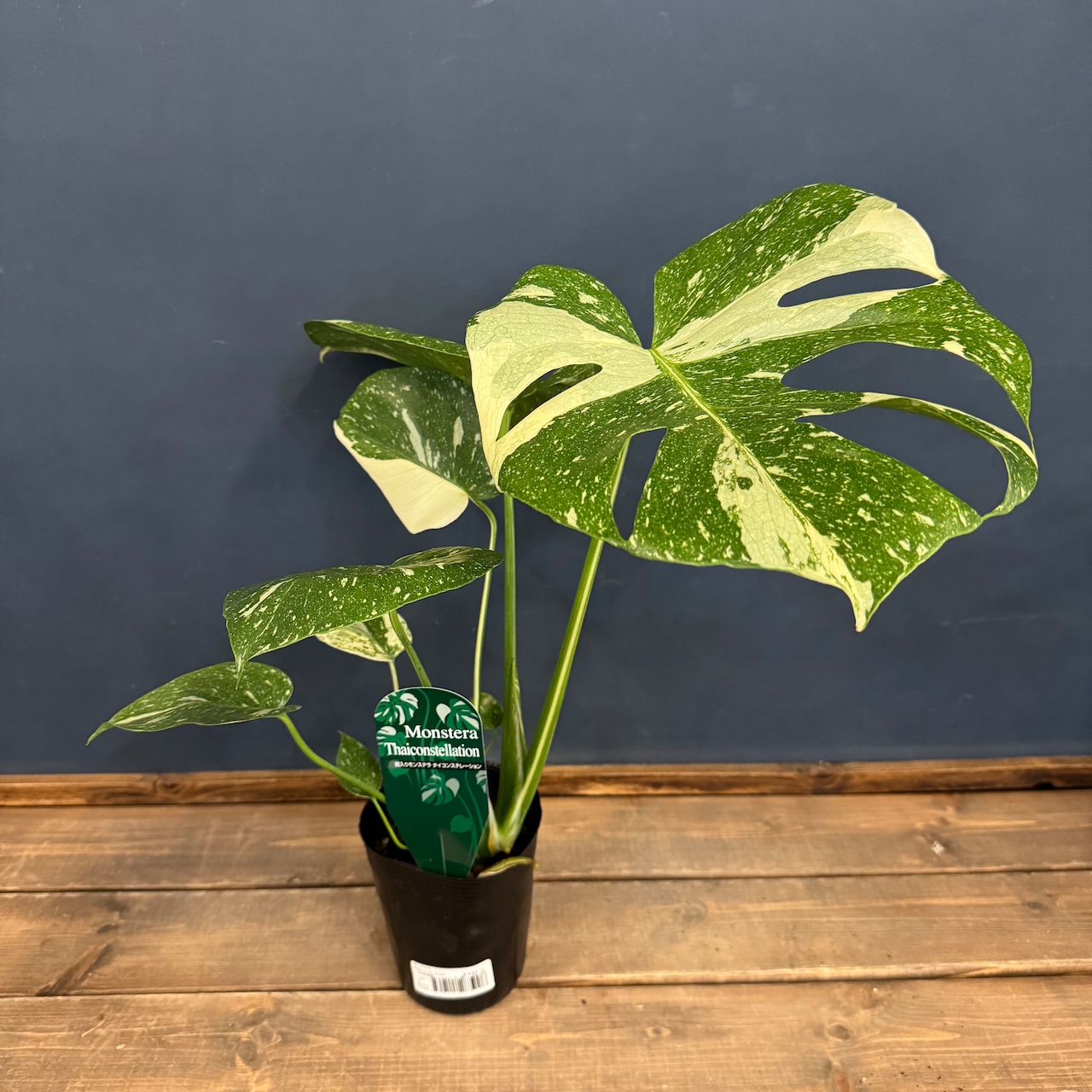 モンステラ タイコンステレーション【374】