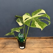 モンステラ タイコンステレーション【374】