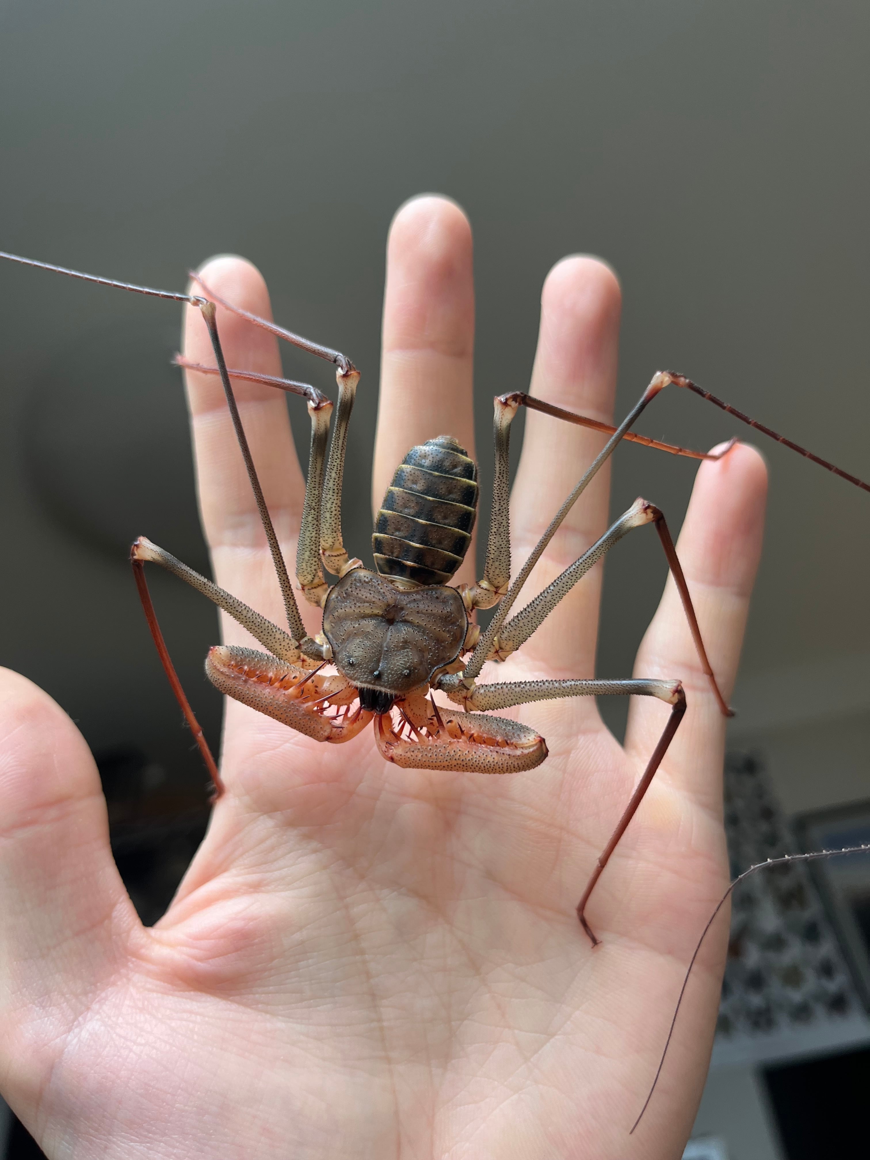 腕虫最大種】ダイオウウデムシ 体長4cm位タランチュラムカデ