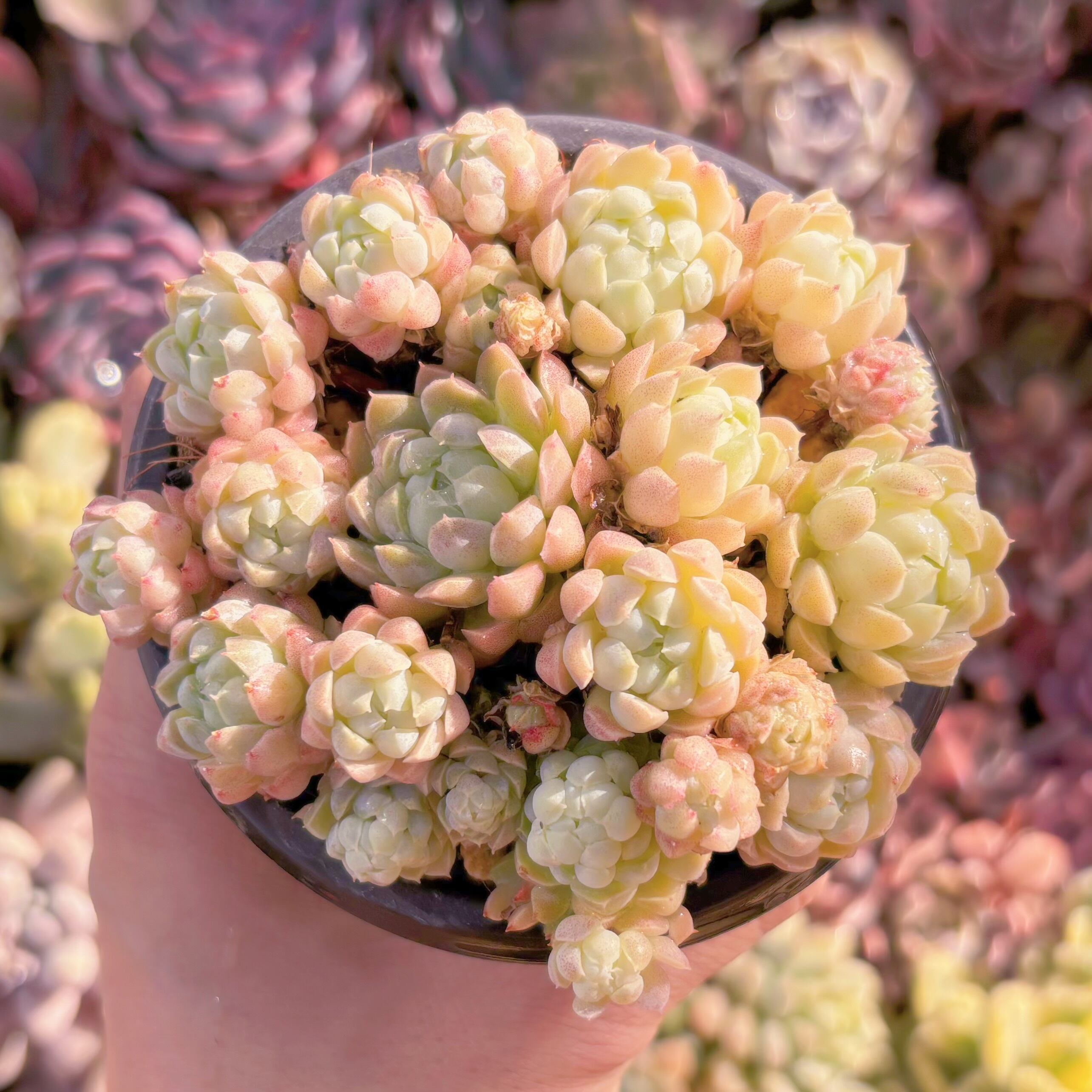 現品　ハチミツボール#223　新入荷　るる農園