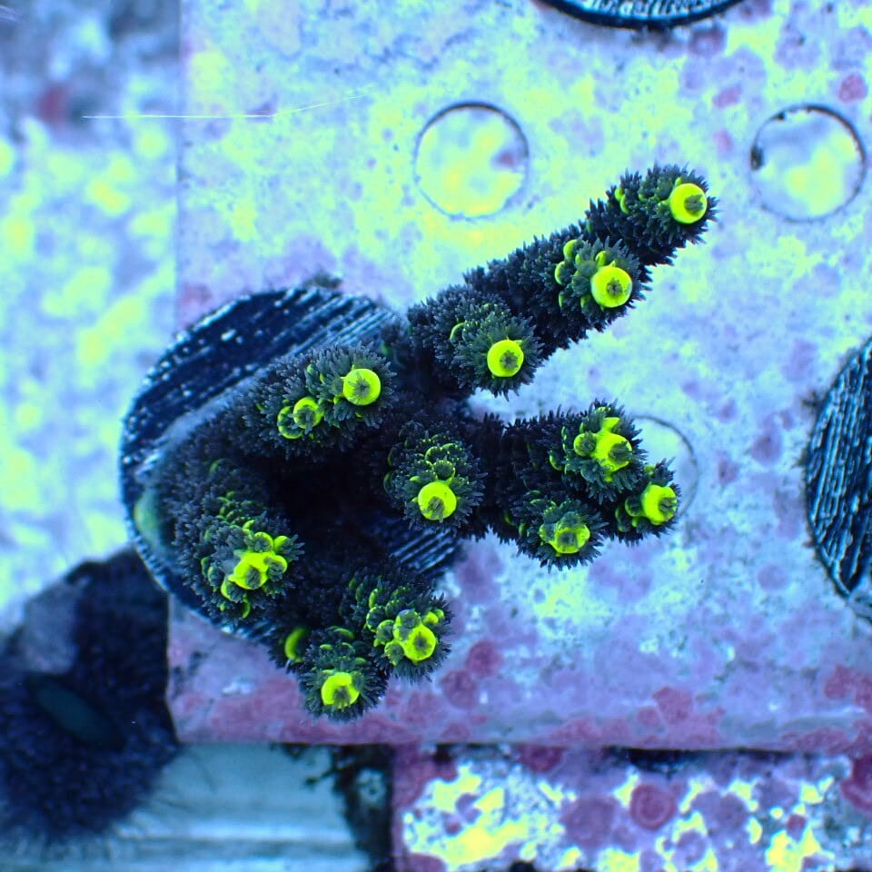 リーフチャージ べっぴん珊瑚 | HOUSE REEF(ハウスリーフ)サンゴ・海水