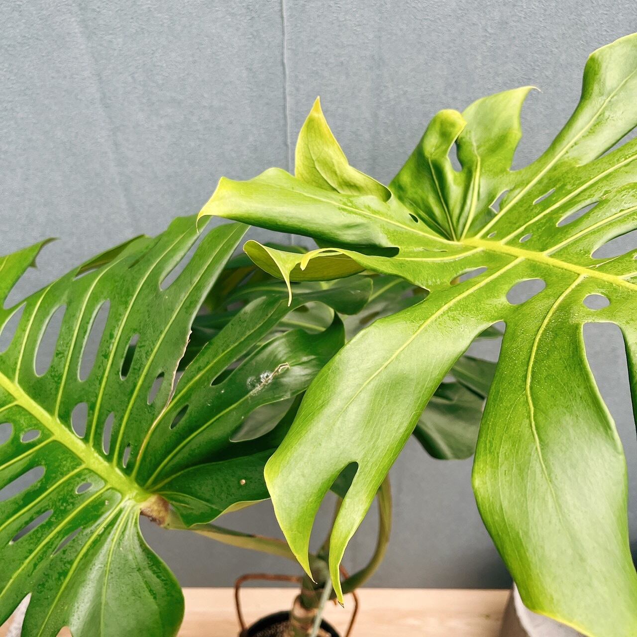 現品］28番 モンステラ デリシオーサ 幹上がり 8号 観葉植物 室内 大型