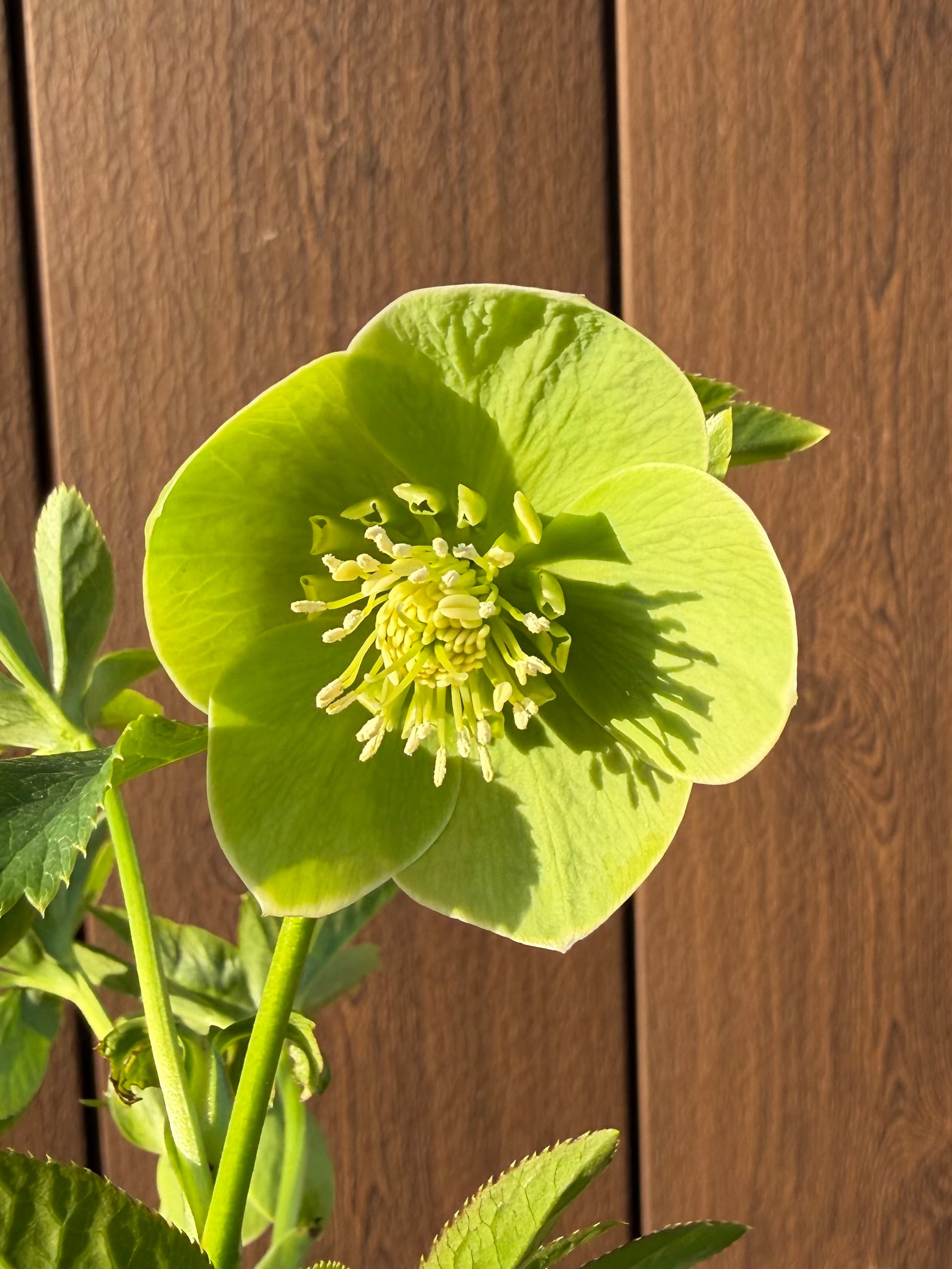 若竹 Zoony Garden クリスマスローズ【Zo06】送料無料 | あしかが