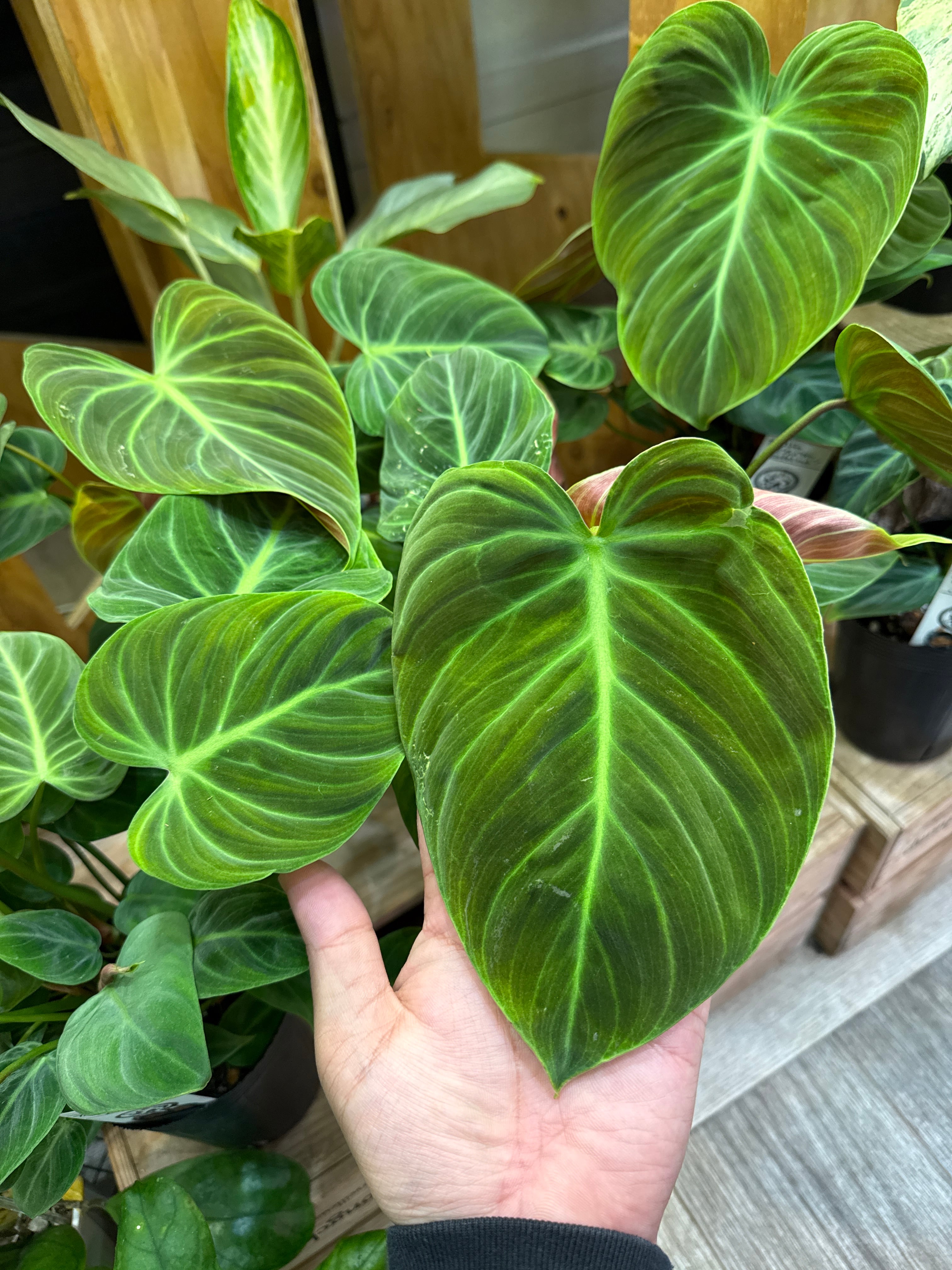 希少］ フィロデンドロン ビレッティア斑入り | Gardenえん 【観葉熱帯