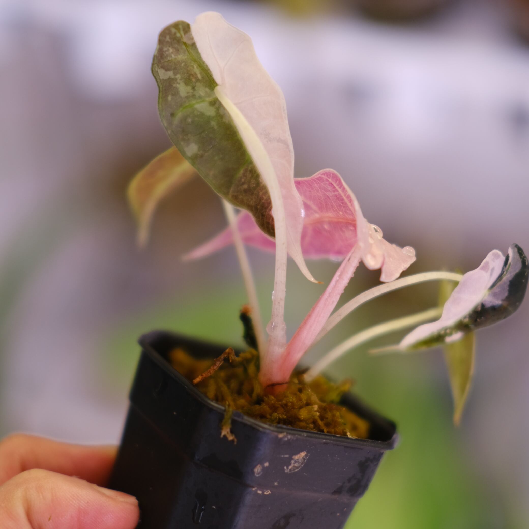 Alocasia Amazonica Polly Pink varigated⑤│アロカシア アマゾニカ