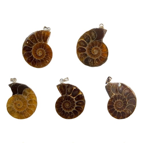 アンモナイト ペンダントトップ Ⓢ  NSBN-008S⑥‐⑩