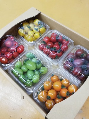 ミニトマト詰め合わせギフトBOX 2箱