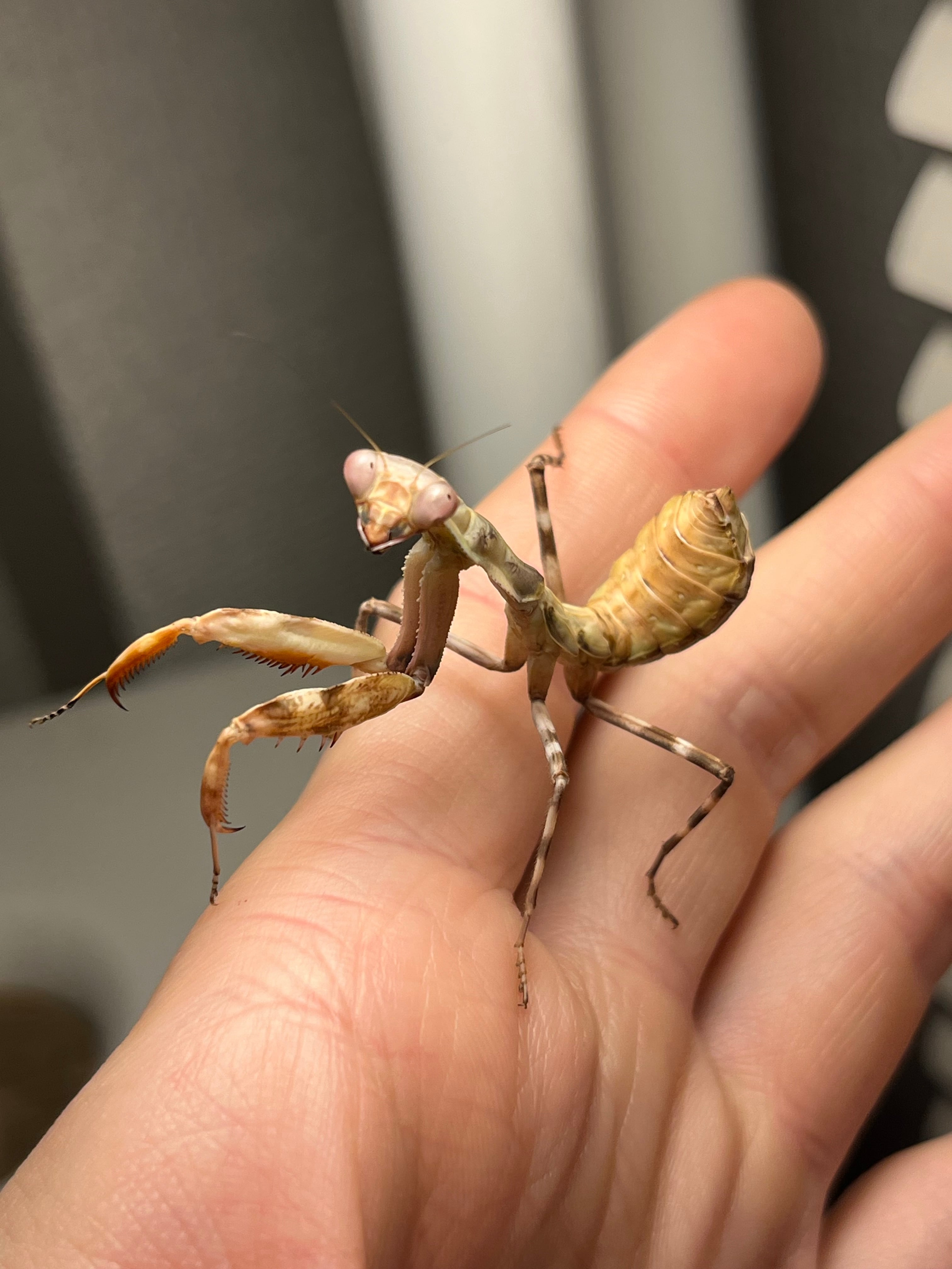 LAST♀】ダブルシールドマンティス 生体体長4cm程 タランチュラムカデ