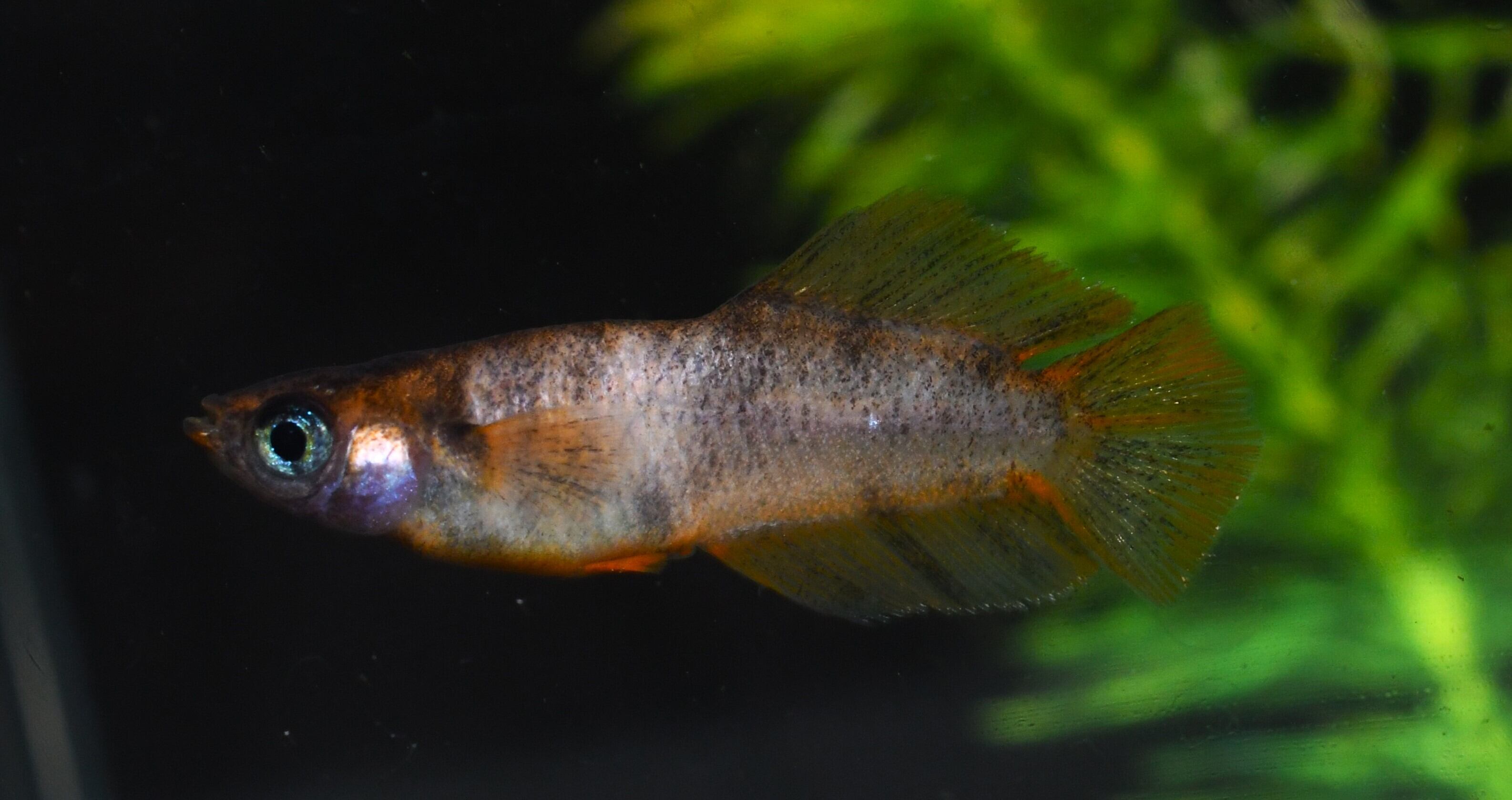 メダカ【如水】若魚(種親)①ペア メダカの館ワッチ様血統 準直系