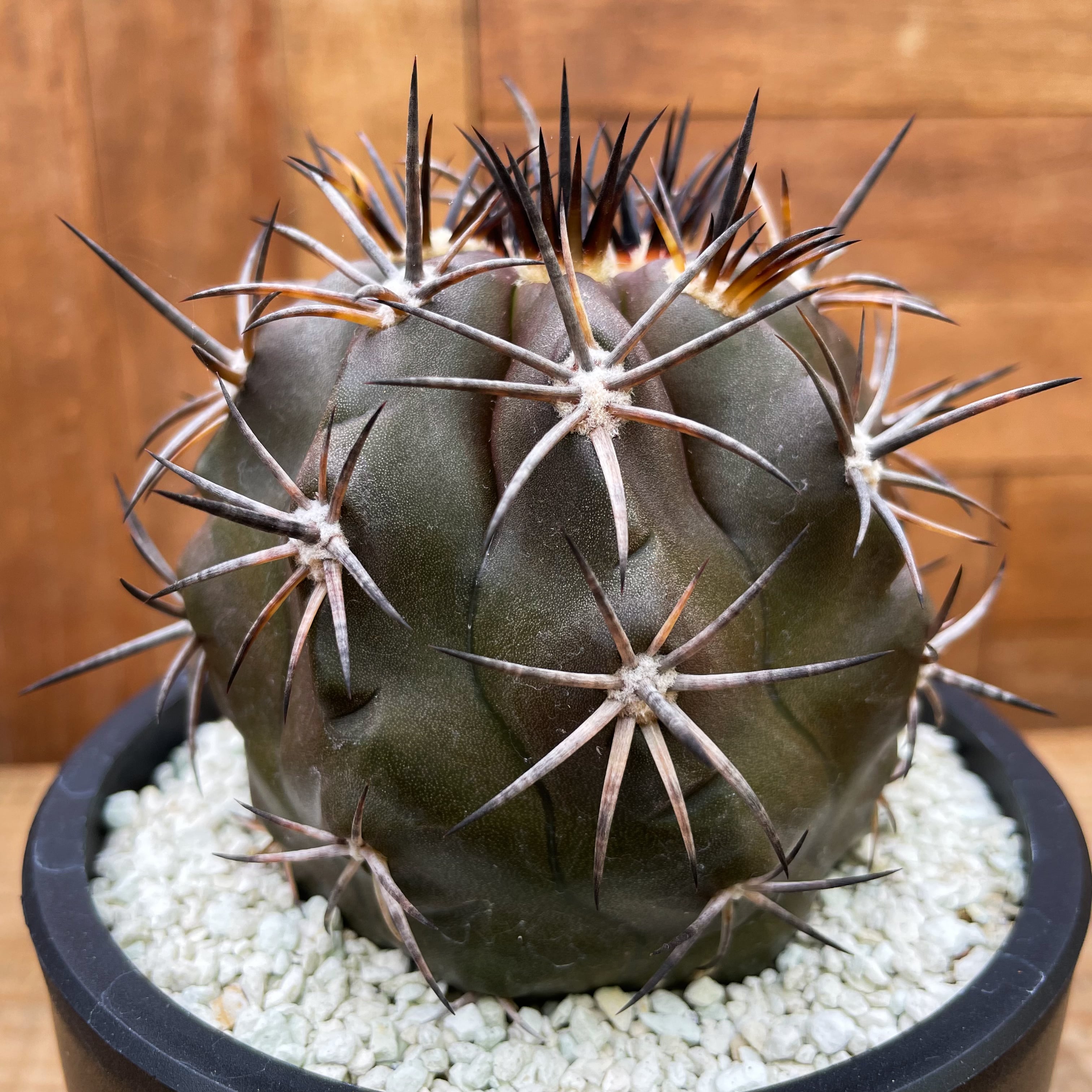 Copiapoa dura【コピアポア・デュラ・銅羅丸・実生】 | RIMO