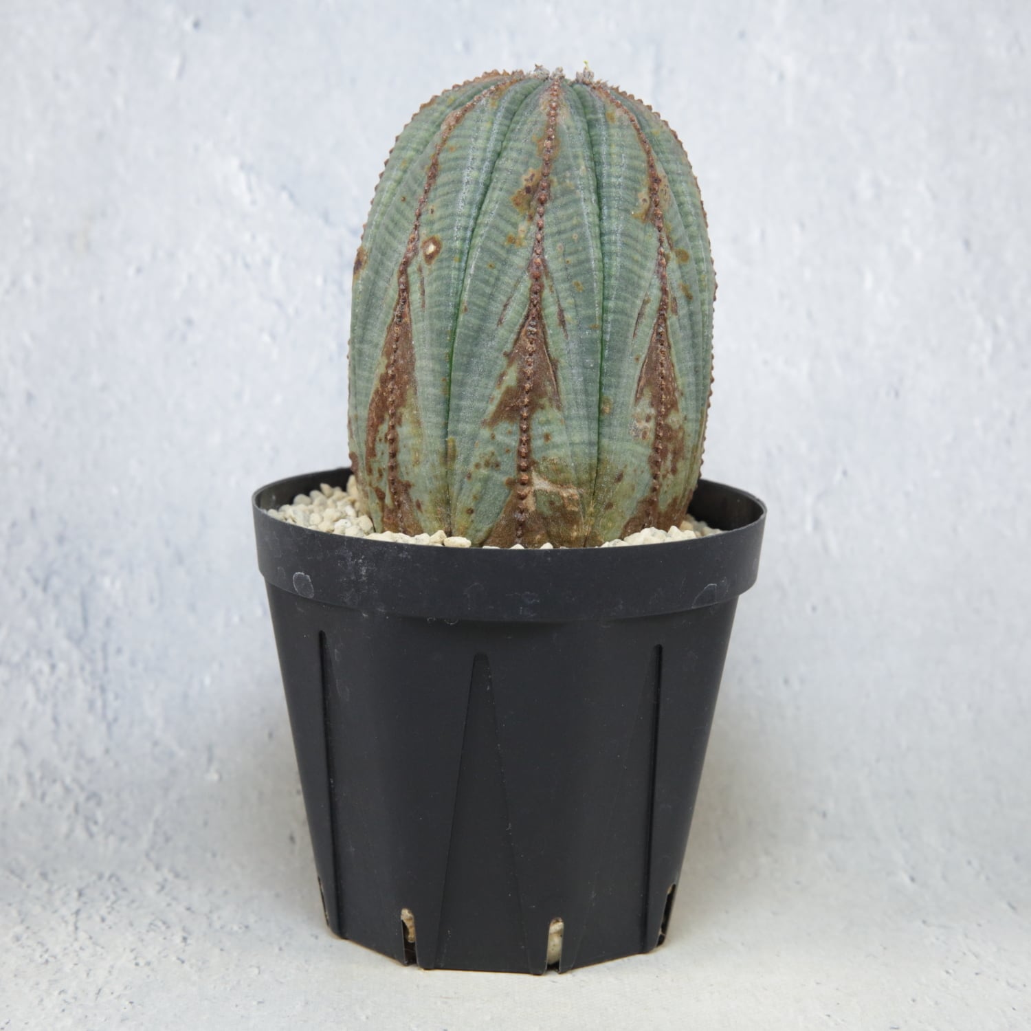 まんじゅうまん丸　ユーフォルビア オベサ モンスト木質化 オス まんじゅうまん丸ユーフォルビア オベサ モンスト木質化 オス