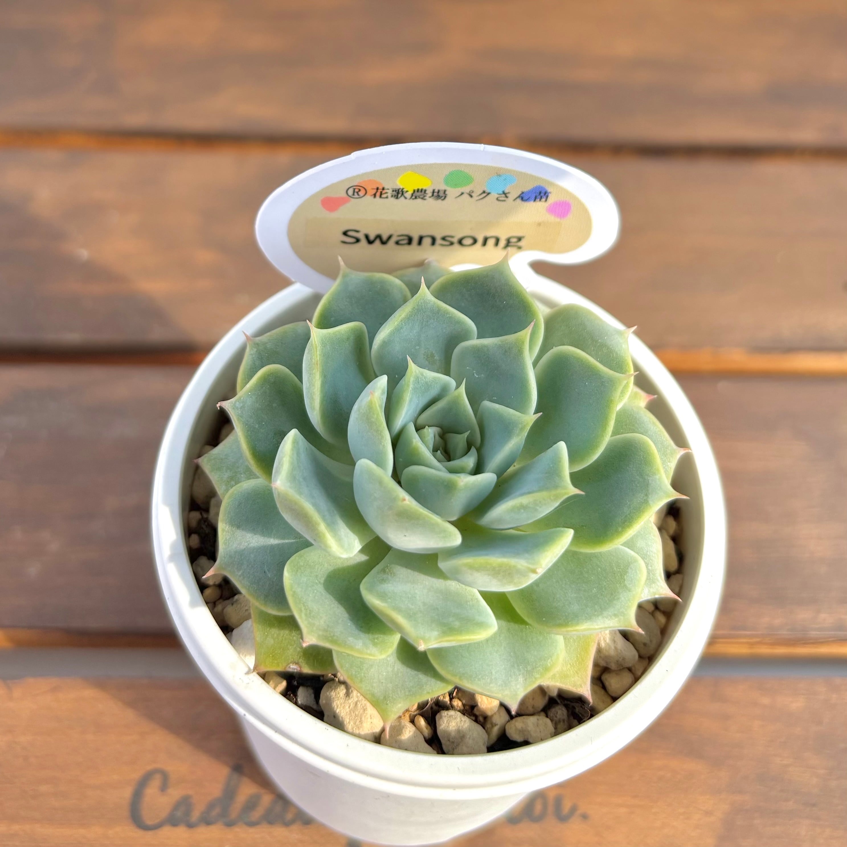 アモントイ ®️花歌農場パクさん苗 | ようせいのしっぽ