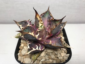 アガベ チタノタ ’レッドキャットウィーズル錦’