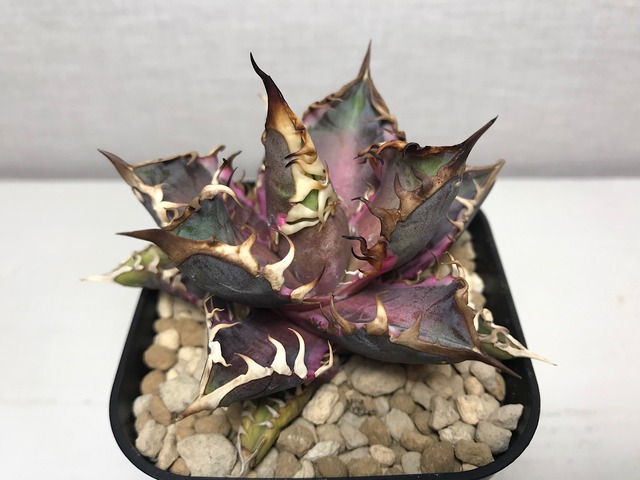 アガベ チタノタ ’レッドキャットウィーズル錦’